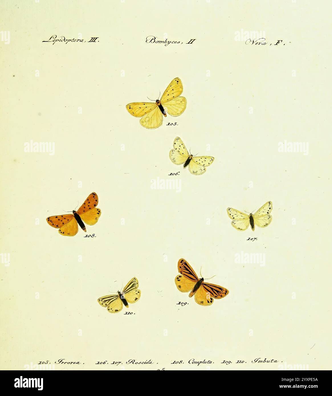 Hubner's, papilio, s.l, s.n, 1796-1841, lepidoptera., Eine skurrile Sammlung von Schmetterlingen, zeigt eine Vielzahl von Arten mit unterschiedlichen Farben und Mustern. Die Schmetterlinge sind akribisch illustriert und zeigen feine Details in ihren Flügeln, die in Gelb-, Orange- und weichem Elfenbein gehalten sind. Jeder Schmetterling ist nummeriert und gekennzeichnet, was eine wissenschaftliche Klassifizierung und Informationen über seine jeweilige Art ermöglicht. Unterhalb der Schmetterlinge befindet sich eine gut organisierte Tabelle mit Verweisen auf ihre Namen und andere Details, was eine Studie oder Katalogisierung dieser empfindlichen Insekten andeutet Stockfoto