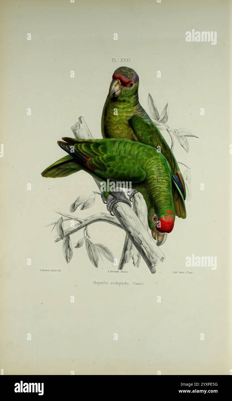 Iconographie des perroquets, Paris, P. Bertrand, 1857, Bird, Vögel, Papageien, Papageien, Bildwerke, beliebte Werke, Rotgekrönter Papagei, Taxonomie: Binomial = Amazona viridigenalis, zwei lebendige Sittiche sitzen auf einem Ast, wunderschön dargestellt mit einem Schwerpunkt auf ihren üppigen grünen Federn. Der eine Vogel blickt dem Betrachter entgegen und zeigt seine markante rote Krone und die subtilen Nuancen seines Gefieders, während der andere sich näher hineinneigt und eine leichte Neigung des Kopfes zeigt. Zarte Blätter umrahmen die Szene und verleihen der Komposition einen Hauch von natürlicher Eleganz. Dieses Kunstwerk hebt das komplexe hervor Stockfoto