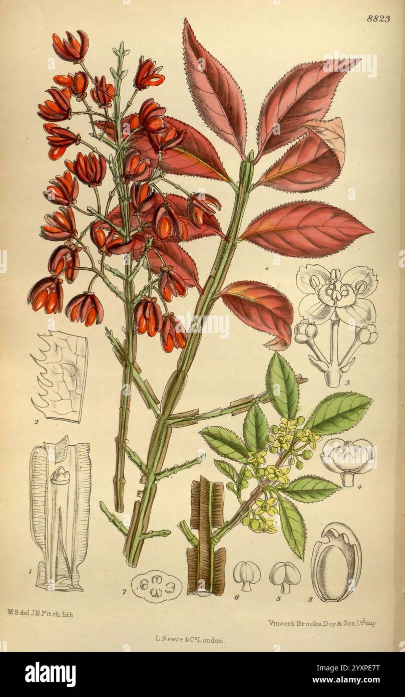 Curtis's Botanical Magazine London New York etc. Botanische Illustration Botanik Zeitschriften Bildwerke Pflanzen ornamental Curtis Matilda Smith Frauen in der Wissenschaft Matilda Smith Euonymus alatus brennender Busch geflügelte Spindelblumen, diese Illustration zeigt eine detaillierte botanische Studie, die eine blühende Pflanze mit leuchtenden roten Blüten und charakteristischen, langen Blättern zeigt. Die Zusammensetzung umfasst verschiedene beschriftete Abschnitte, die verschiedene Teile der Pflanze hervorheben, einschließlich Blumen, Blätter und Samenkapseln. Jedes Element wird akribisch gerendert und betont die komplizierten Strukturen und Texturen von Stockfoto