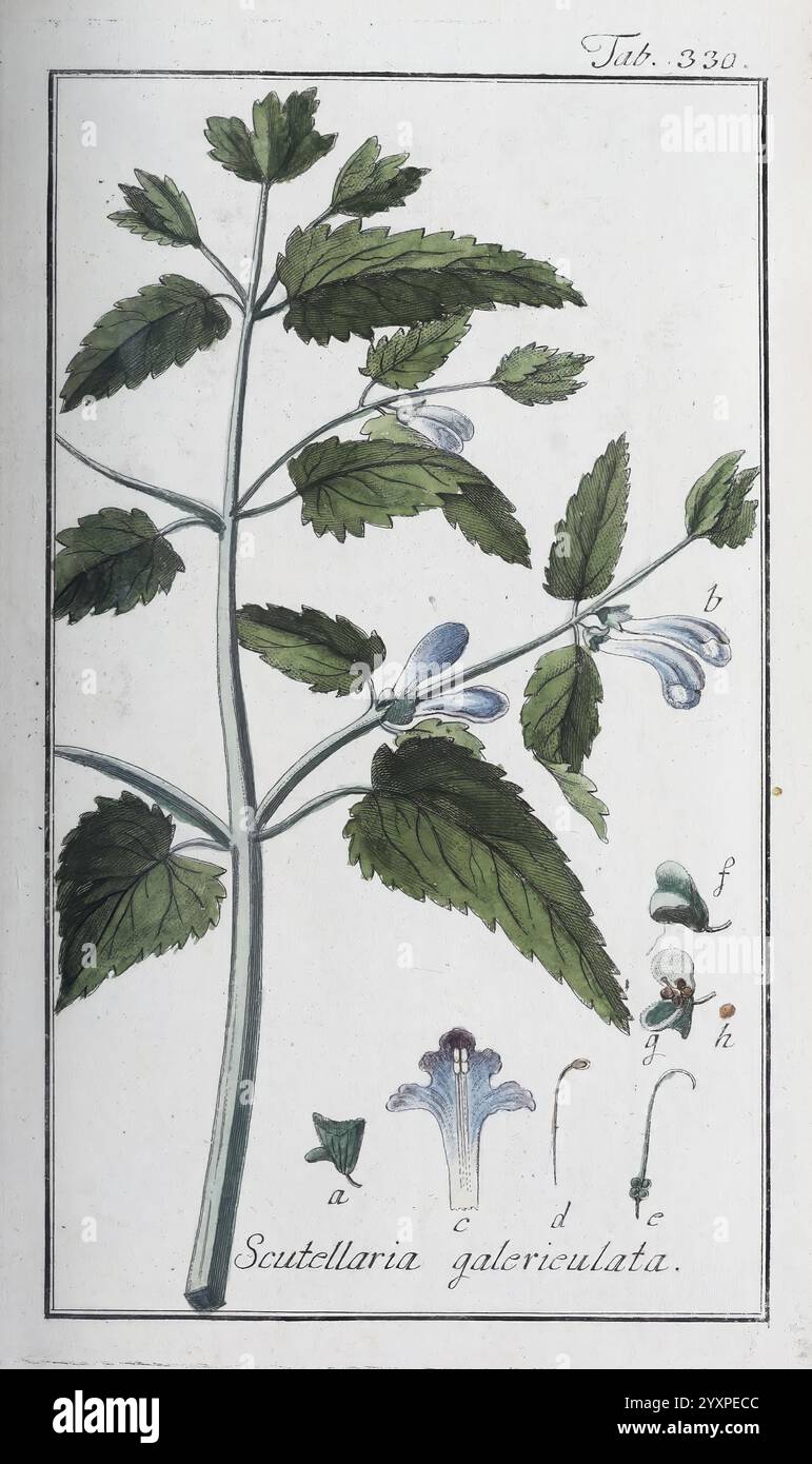 Icones plantarum medicinalium, Nürnberg, auf Kosten der Raspischen Buchhandlung, 1779-1790, botanische, medizinische, bildliche Werke, die Illustration zeigt eine botanische Darstellung von Scutellaria galericulata, allgemein bekannt als Helmkopfkappe. Der mittlere Stiel ist mit leuchtend grünen Blättern verziert, die eine aufwändige Form haben und eine gezackte Kante aufweisen. Hervorzuheben sind mehrere zarte blaue Blüten, die eine einzigartige röhrenförmige Form haben, was ihre Identität innerhalb der Minzfamilie angibt. Unterhalb der Hauptpflanze sind verschiedene Teile der Blume und der Pflanze mit Buchstaben versehen, die die Bezeichnung „DE“ angeben Stockfoto