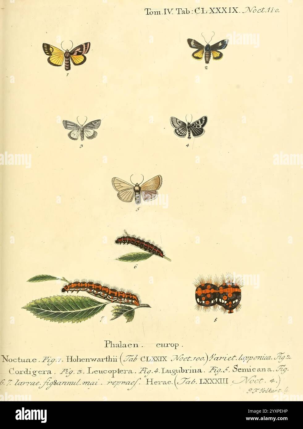 Die Schmetterlinge in Abbildungen nach der Natur Leipzig T.O. Weigel 1829-1839 Schmetterlinge Europa Schmetterlinge Bilderwerke, Eine Sammlung von illustrierten Schmetterlingen und Falter, die verschiedene Arten mit detaillierten Darstellungen zeigen. Das Arrangement umfasst zwei Reihen von Schmetterlingen an der Spitze, die unterschiedliche Flügelmuster und -Farben zeigen. Unten ist eine größere Darstellung einer raupe auf einem Blatt zu sehen, die die Segmente und die Färbung betont. Zusätzliche beschriftete Abbildungen zeigen bestimmte Mottenarten, die unter der Familie Noctuidae kategorisiert sind, mit klaren Beschriftungen zur Identifizierung. Die Illusion Stockfoto