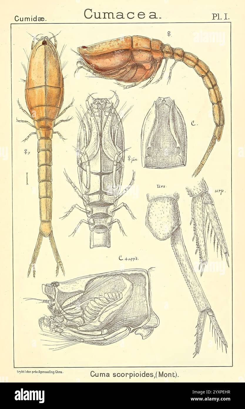 Ein Bericht über die Krustentiere von Norwegen, Christiania, A. Cammermeyer, 1895-1928, Krustentiere, Norwegen, Krebstiere, Eine detaillierte Abbildung, die verschiedene anatomische Merkmale der Cumacea-Familie darstellt, insbesondere die Art Cuma scorpioides. Das Bild enthält mehrere beschriftete Diagramme: Die primäre Körperstruktur wird in einer Seitenansicht dargestellt und zeigt ihre gestreckte Form und den segmentierten Körper. Zusätzliche Ansichten zeigen die Exoskelettmerkmale, einschließlich Beine und andere Anhängsel, und betonen die Komplexität der Anatomie. In den beigefügten Diagrammen werden spezifische Teile wie der Panzer und beschrieben Stockfoto