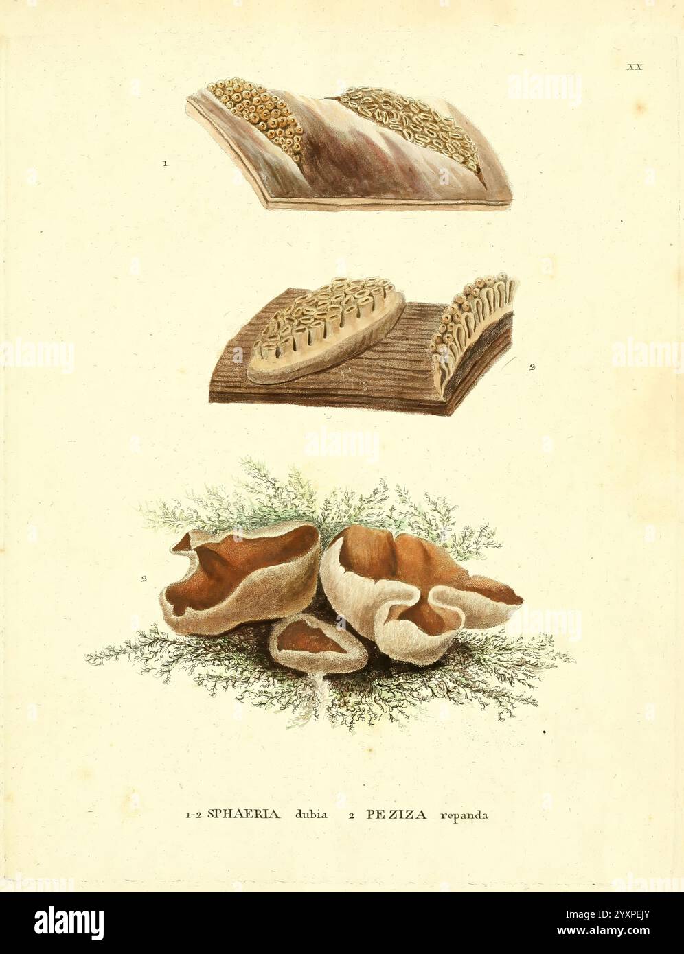 Icones pictae specierum rariorum fungorum in synopsi methodica descriptarum, Paris, Amand Koenig, 1803-1808, Pilze, im New York Botanical Garden zeigt diese Abbildung eine detaillierte Darstellung von drei Brotsorten: oben zwei mit Samen geschmückte Fladenbrotscheiben mit strukturierter Oberfläche; in der Mitte ein aufwändiger gestalteter Brotlaib mit geriffeltem Muster; unten eine Auswahl rustikaler Brötchen mit goldbrauner Kruste, begleitet von einem zarten Zweig Grün. Das Arrangement unterstreicht die Vielfalt in Form und Textur und spiegelt die Kunstfertigkeit des Brotes wider Stockfoto