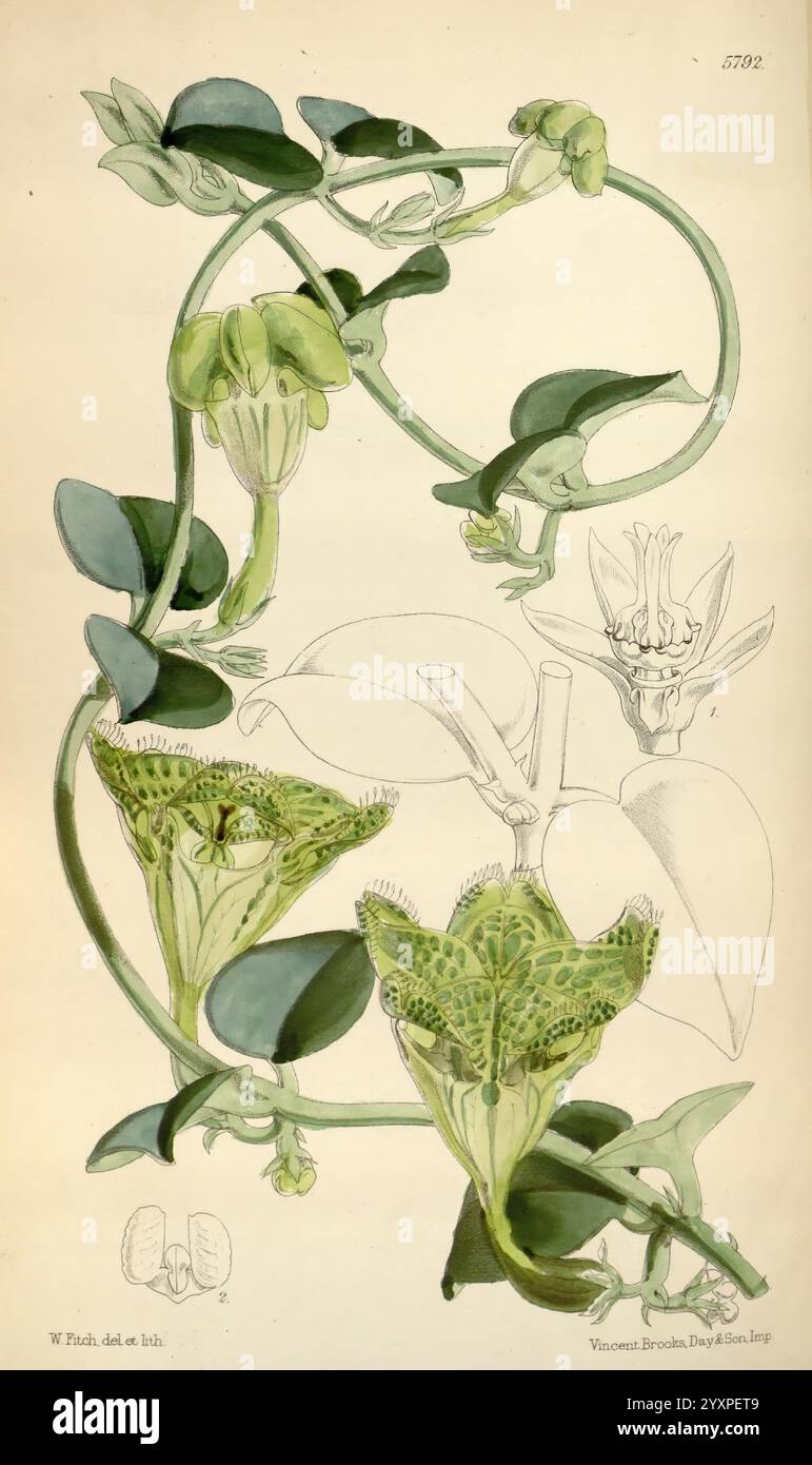 Curtis's Botanical Magazine London New York etc. Botanische Illustration Botanik Zeitschriften Bildwerke Pflanzen Zierpflanzen Curtis zeigt eine anmutige Ansammlung von Kletterpflanzen, die zarte Weinstöcke mit breiten, glänzenden Blättern zeigen. Hervorzuheben in der Komposition sind aufwendig detaillierte Blumen mit einzigartigen Mustern, die die reichhaltigen Texturen und Farbvariationen hervorheben. Das Kunstwerk fängt sowohl die natürliche Schönheit als auch die botanischen Eigenschaften der Pflanzen ein und betont ihren ornamentalen Wert. Darüber hinaus sind verschiedene Stadien der Blüte und des Blattwachstums dei Stockfoto