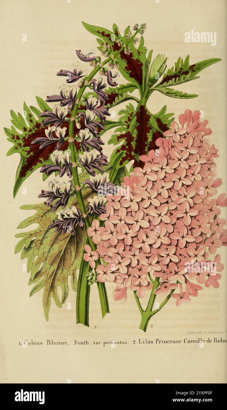 Belgique horticole. Lüttich, botanische Gartenbauzeitschriften Pflanzen, Eine botanische Illustration, die ein lebendiges Blumenarrangement zeigt. Auf der linken Seite befindet sich eine Gruppe violetter und weißer Blüten der Coleus Blumei Pflanze, die sich durch ihre aufwändig geformten Blüten und das üppige grüne Laub auszeichnet. Daneben befindet sich eine zarte rosa blühende Pflanze, identifiziert als Lilas Princesse Camille de Rohan, mit zarten Blütenblättern und einer reichen, aromatischen Präsenz. Die Illustration betont die Vielfalt der Texturen und Farben dieser Pflanzenarten und zeigt ihre natürliche Schönheit und botanische Details. Stockfoto