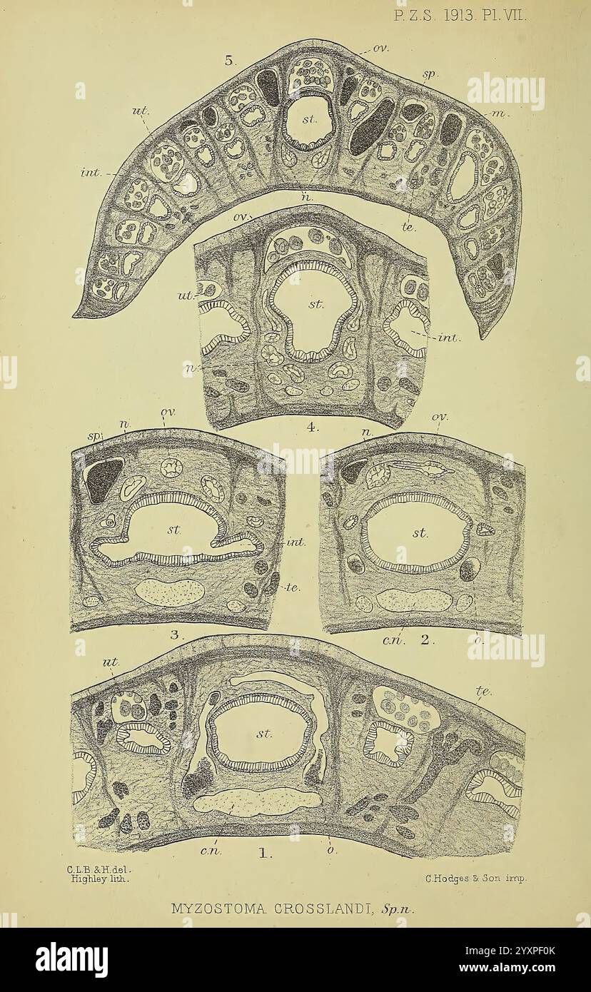 Diese Sammlung detaillierter anatomischer Illustrationen zeigt verschiedene Querschnitte von Myzostoma crosslandi, einer Art Meereswurm. Jeder Abschnitt hebt die komplexen inneren Strukturen des Organismus hervor, einschließlich des Verdauungstraktes, der Fortpflanzungsorgane und des umgebenden Gewebes. Die Etiketten kennzeichnen bestimmte Komponenten und bieten einen Einblick in die Biologie des Organismus. Der akribische Zeichenstil spiegelt die wissenschaftlichen Techniken des frühen 20. Jahrhunderts wider und unterstreicht die Bedeutung anatomischer Studien Stockfoto
