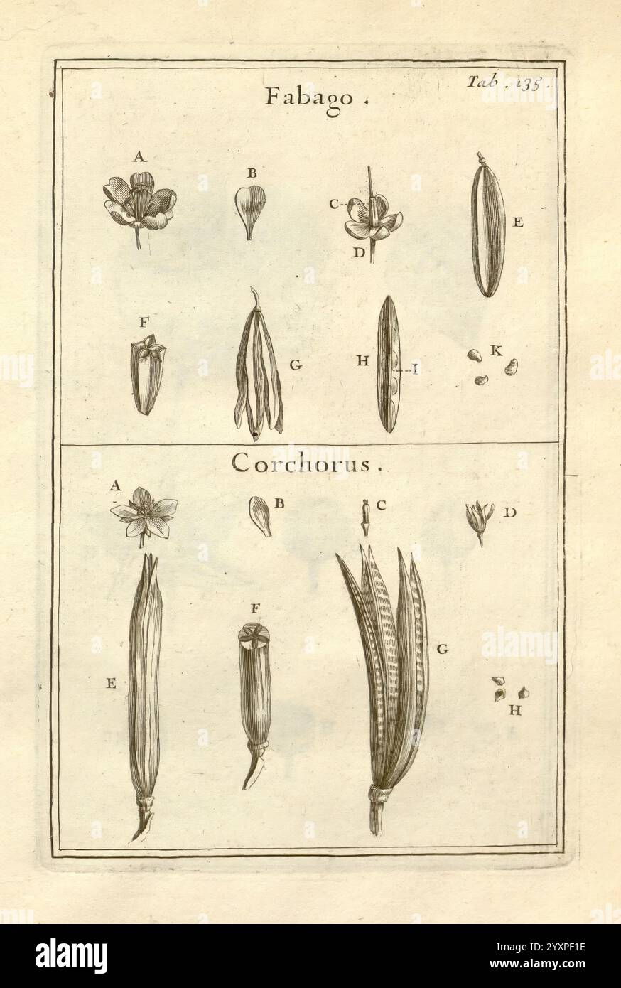 Pflanze Der See 10 Buchstaben Joseph Pitton de Tournefort, Institutiones rei herbariae, Parisiis, E