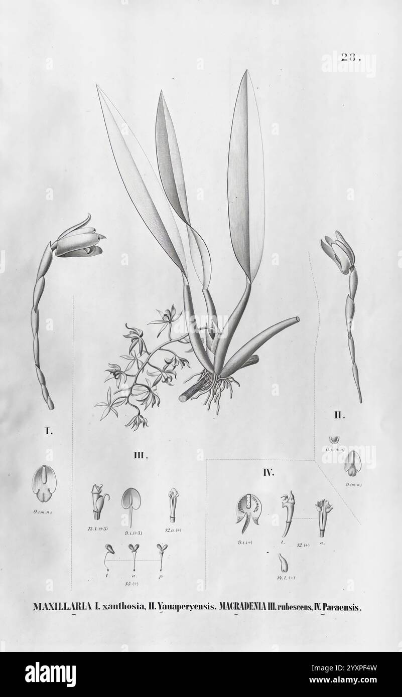 Flora brasiliensis, enumeratio plantarum in Brasilia hactenus detectarum. Monachii et Lipsiae [München & Leipzig], R. Oldenbourg, 1840-1906. Brasilien, Deutschland, Gravur, Botanik, 1840, Unfarbig, Botaniker, Bildwerke, grafische Medien, Eine botanische Illustration, die die komplizierten Details verschiedener Orchideenarten zeigt. Die Komposition zeichnet sich durch langgezogene Blätter und zarte Blütenstrukturen aus, einschließlich Knospen und vollständig geöffneten Blüten. Jedes Element ist akribisch mit wissenschaftlichen Namen versehen, was die Einzigartigkeit der dargestellten Flora unterstreicht. Die Vereinbarung hebt sowohl die Gesamtform des hervor Stockfoto