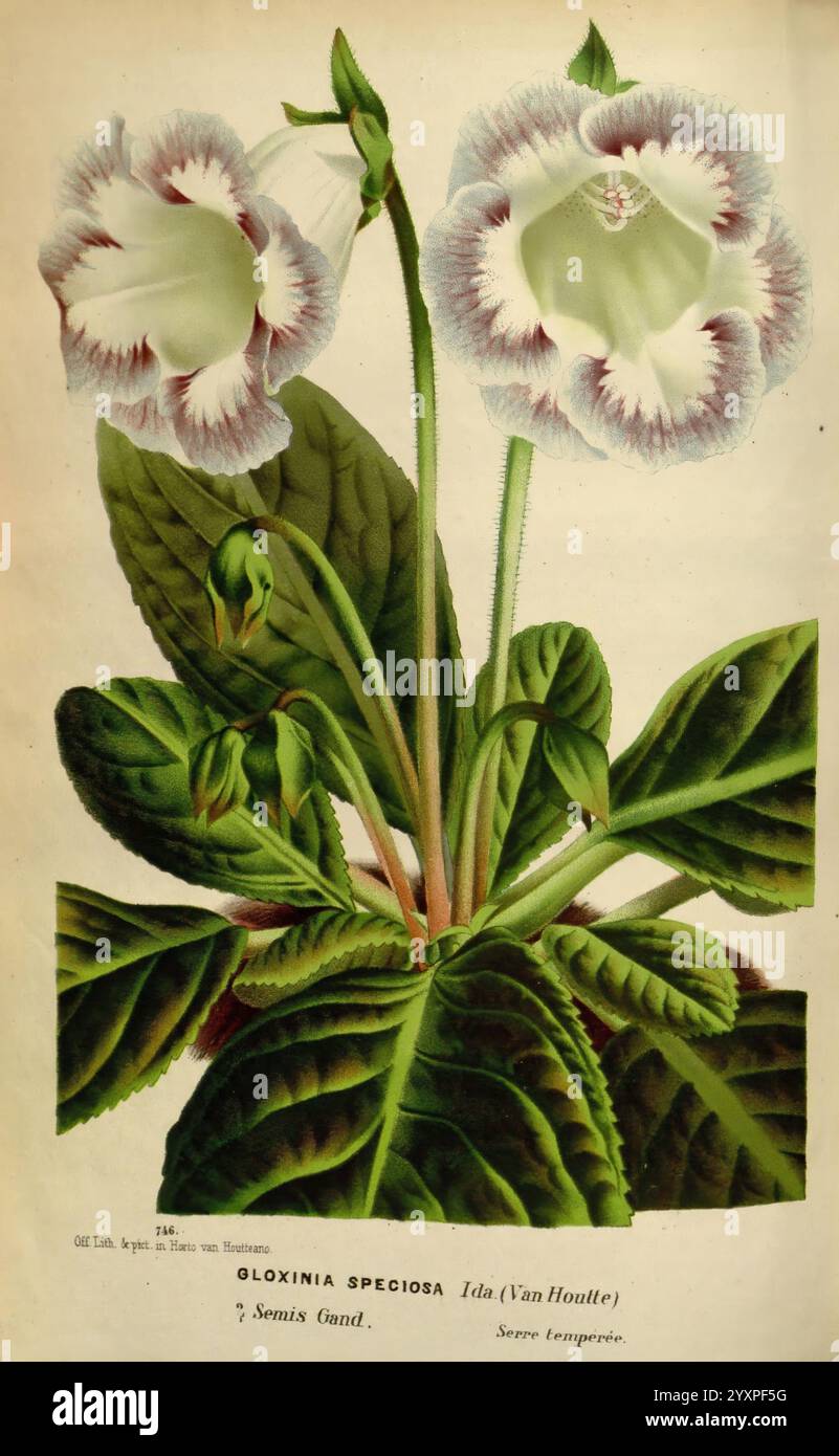 Flore des serres et des jardins de l'Europe. A Gand, chez Louis van Houtte, éditeur, 1845-1880 Taxonomie: Family= Gesneriaceae Flowers Botany taxonomy: kingdom= Plantae gloxinia speciosa sinningia speciosa, Eine botanische Illustration von Gloxinia speciosa, auch bekannt als Ida (Van Houtte). Das Kunstwerk zeigt zwei große, auffällige Blumen mit zarten weißen Blüten, die in lila Fransen umrandet sind und ihre komplizierte Textur zur Geltung bringen. Eingebettet zwischen üppig grünen Blättern mit einem auffälligen Venenmuster unterstreicht die Komposition das lebendige und kunstvolle Aussehen der Pflanze. Unter den Blüten zeigt das Etikett seine an Stockfoto