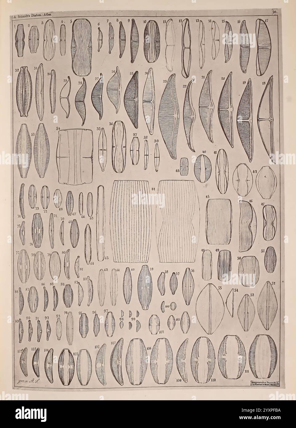 Atlas, der, Diatomaceen-Kunde, Leipzig, O.. R, Reisland, 1874-19, Atlanten, Bacillariophyceae, diese Abbildung zeigt eine große Auswahl an sorgfältig gerenderten Formen und Strukturen, die wahrscheinlich eine Klassifizierung verschiedener Arten von Samen oder botanischer Proben darstellen. Das Layout ist in einem Rasterformat organisiert und zeigt verschiedene Größen und Formen von gestreckten, ovalen und kreisförmigen Formen an, die jeweils mit entsprechenden numerischen Beschriftungen versehen sind. Die komplizierten Details heben die einzigartigen Texturen und Muster auf den Oberflächen dieser Formen hervor und ermöglichen eine klare visuelle Unterscheidung zwischen den einzelnen s Stockfoto