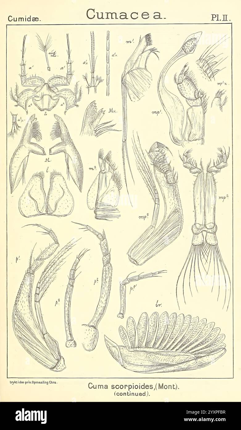 Ein Bericht über die Crustacea von Norwegen, Christiania, A. Cammermeyer, 1895-1928, Crustacea, Norwegen, Krebstiere, diese Illustration zeigt eine detaillierte Serie anatomischer Zeichnungen, die sich auf die Cumacea-Ordnung der Krebstiere beziehen und insbesondere verschiedene anatomische Teile und Strukturen der Art Cuma skorpioides darstellen. Die Illustrationen enthalten beschriftete Anhänge wie Krallen und Antennen, die verschiedene Winkel und Perspektiven zeigen. Jede beschriftete Komponente hebt die komplizierte Morphologie hervor und weist deutlich auf Segmente und Merkmale wie Kiemen- und Schalenstrukturen hin. Die Aufmerksamkeit auf den Det Stockfoto