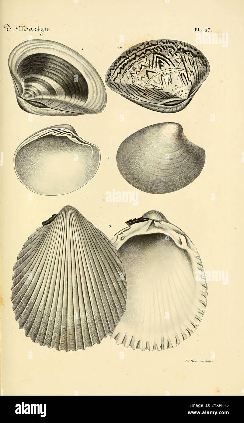 Le Conchyliologiste Universel, ou, Figures des Coquilles Jusqu'à Présent Inconnues Recueillies en Divers Voyages à la Mer du Sud Depuis l'Année 1764, Paris, A. Franck, Libraire-Editeur, 1845, Mollusks, Pictorial Works, Eine Sammlung von detailreichen Muschelabbildungen, die verschiedene Arten zeigen. Die obere Reihe zeigt zwei unterschiedliche Muscheln, die ihre glatten, konturierten Oberflächen und einzigartigen inneren Formationen hervorheben. Das linke Exemplar erscheint leicht gestreckt mit einer subtilen Kurve, während das rechte mit kunstvollen Mustern und einer abgerundeten Form versehen ist. In der unteren Zeile wird eine Muschelschale pro Stockfoto