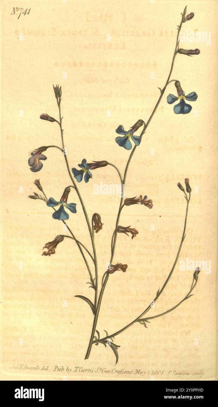 Curtis's Botanical Magazine, London, New York, Botanik, Zeitschriften, Bildwerke, Curtis, Lobelia gracilis, Taxonomie: Family= Campanulaceae, Lobelia andrewsii, Sydenham Teast Edwards, Südafrika, Eine zarte botanische Illustration zeigt einen schlanken Stiel mit mehreren blauen und lila Blumen. Die Blüten sind sternförmig und zeigen jeweils eine Kombination aus tiefblauen Blüten mit violetten Anklängen an den Rändern. Die Blätter, schmal und gestreckt, treten aus der Basis des Stängels hervor und verleihen einen Hauch von Grün. Die Abbildung wird von handschriftlichen Notizen und einer Referenznummer begleitet, suggeriert Stockfoto