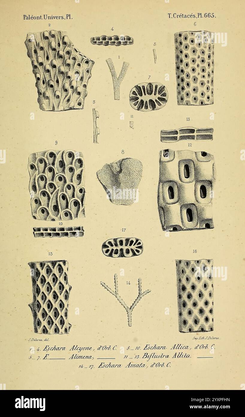 Paléontologie, diese detaillierte Illustration zeigt verschiedene Formen von Korallen und ihre Strukturen, die in mehrere Segmente unterteilt sind. Jeder Abschnitt präsentiert komplizierte Muster und Texturen, die typisch für Meereslebewesen sind, mit beschrifteten Figuren, die verschiedene Arten oder Arten kennzeichnen. Die visuelle Vielfalt unterstreicht die Komplexität von Korallenformationen und betont Strukturen wie Verzweigungselemente, röhrenförmige Formen und einzigartige Oberflächendesigns. Die präzise Darstellung dieser Formen dient als pädagogischer Bezug zum Studium der Meeresbiologie und -Geologie und stellt die faszinierenden Feinheiten der Unterwasserwelt dar Stockfoto