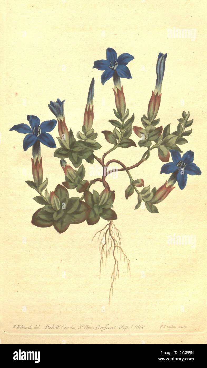 Das botanische Magazin, oder Blumengarten ausgestellt, 1790-1800, Botanik, Zeitschriften, Bildwerke, Curtis, Gentiana verna, Spring Enzian, Taxonomie: Family= Gentianaceae, Geo: Continent= Asia, Geo: Continent= Europe, die Illustration zeigt eine botanische Studie einer blühenden Pflanze, die sich durch markante blaue Blüten mit langen, schlanken Blütenblättern auszeichnet. Die Pflanze weist einen robusten Stiel auf, der mit breiten, grünen Blättern mit einer leicht wachsartigen Textur verziert ist. Die Wurzeln sind an der Basis abgebildet, was die Verbindung der Pflanze mit dem Boden veranschaulicht. Dieses detaillierte Bildmaterial ist mit einer Zahl beschriftet und enthält die Stockfoto