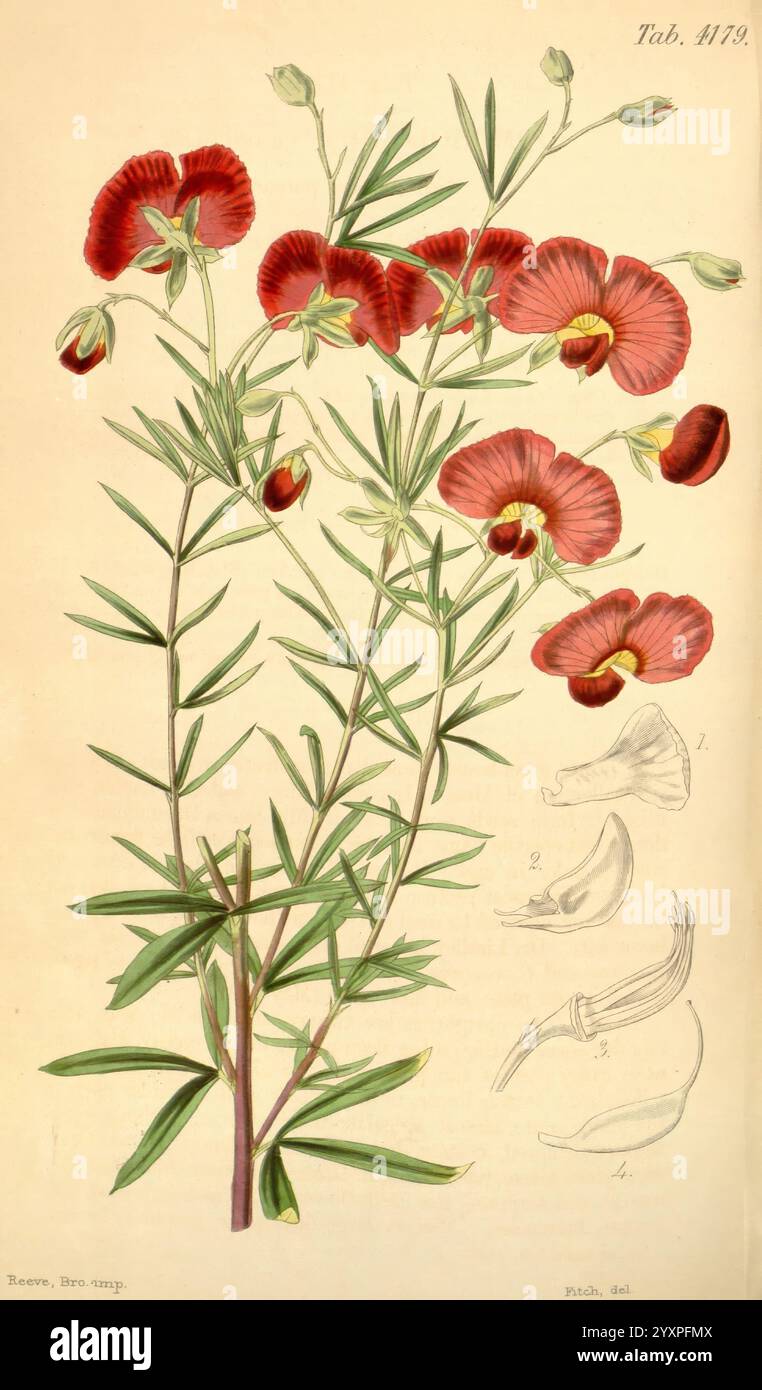 Curtis's Botanical Magazine, London, New York, botanische Illustration, Botanik, Zeitschriften, Bildwerke, Pflanzen ornamental, Curtis, Walter Hood Fitch, Gompholobium versicolor Gompholobium polymorphum, Swan River, Western Australia, Australien, Eine botanische Illustration, die eine Gruppe von leuchtenden roten Blumen mit markanten, samtigen Blüten zeigt, die elegant an schlanken grünen Stielen angeordnet sind. Das Laub weist langgezogene, schmale Blätter auf, die zu einem empfindlichen Aussehen der Pflanze beitragen. Unterhalb der wichtigsten Blumendarstellung sind detaillierte Skizzen der Fortpflanzungsstrukturen der Pflanze dargestellt, hochl Stockfoto