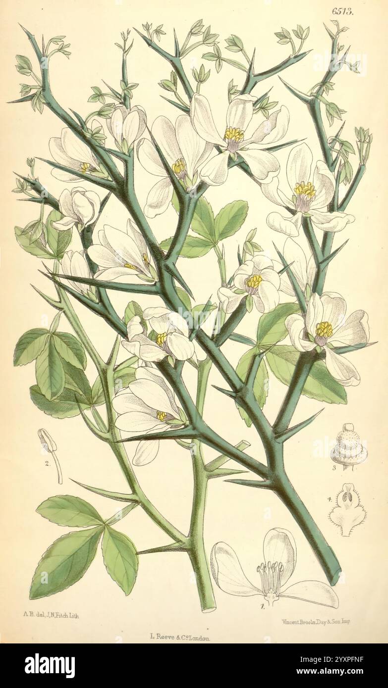 Curtis' botanisches Magazin, London, New York, botanische Illustration, Botanik, Zeitschriften, Bildwerke, Pflanzen ornamental, Curtis, Anne Henslow Barnard, Frauen in Wissenschaft, Citrus trifoliata, Japan, Anne Henslow Barnard, 9, diese Abbildung zeigt eine detaillierte botanische Studie, die eine blühende Pflanze zeigt. Die Komposition betont eine komplizierte Anordnung von schlanken Zweigen, die mit zarten weißen Blüten verziert sind. Jede Blume ist mit mehreren Blütenblättern dargestellt, die einen subtilen Farbverlauf zeigen. Die Blüten umgeben von fein gezogenen grünen Blättern, die durch eine gelappte Struktur und gekennzeichnet sind Stockfoto