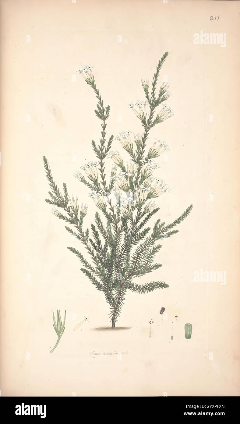 Farbige Stiche von Heiden London, veröffentlicht vom Autor gedruckt von T. Bensley 1802-09 [1830?] England Geschichte Ätzen aus dem 19. Jahrhundert Erica Ericaceae handkolorierte Botanik 1802 Bildwerke Graphische Medien Henry Charles Andrews Taxonomie: Trinomial = Erica tenuiflora alba 2.jpg, die Illustration zeigt eine botanische Studie mit einer zarten Pflanze mit dünnen grünen Zweigen, die mit kleinen, weißen Blüten verziert ist. Jeder Zweig weist detaillierte, nadelförmige Blätter auf, die der Gesamtzusammensetzung eine federnde Textur verleihen. Unter dem Hauptwerk zeigen kleinere Abbildungen verschiedene Commons Stockfoto