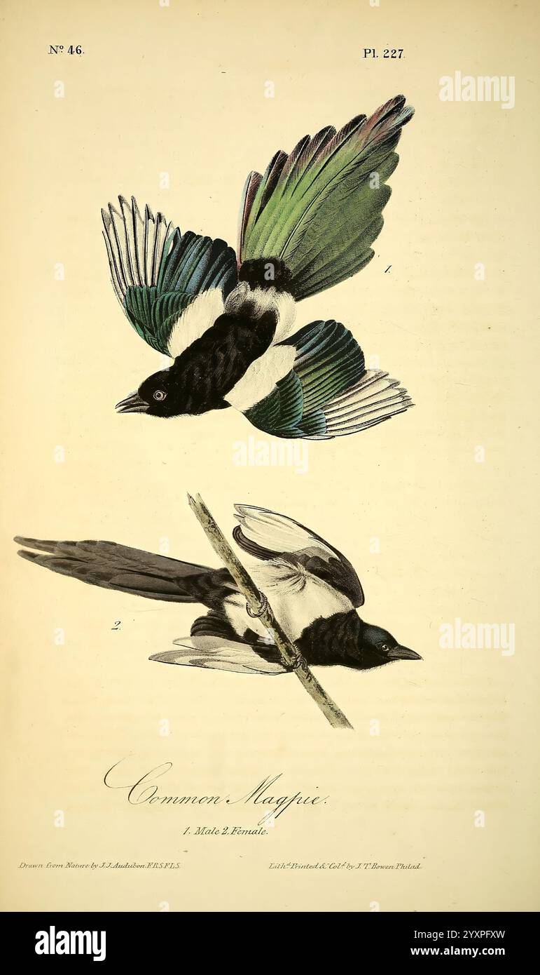 The Birds of America, New York, J.B. Chevalier, 1840-1844, Birds, Nordamerika, John James Audubon, Bildwerke, die Illustration zeigt eine wunderschön gerenderte Elster, bekannt für ihr markantes Gefieder. Die obere Abbildung zeigt den im Flug befindlichen Vogel und hebt seinen langen Schwanz und die leuchtend grünen und blauen Federn hervor, die sich mit den scharfen weißen und schwarzen Markierungen auf den Flügeln und dem Körper abheben. Unten thront die Elster auf einem Ast und zeigt ihre charakteristische schwarz-weiße Färbung, während die Liebe zum Detail in den Flügeln und Schwanzfedern die Eleganz dieses Vogels unterstreicht Stockfoto
