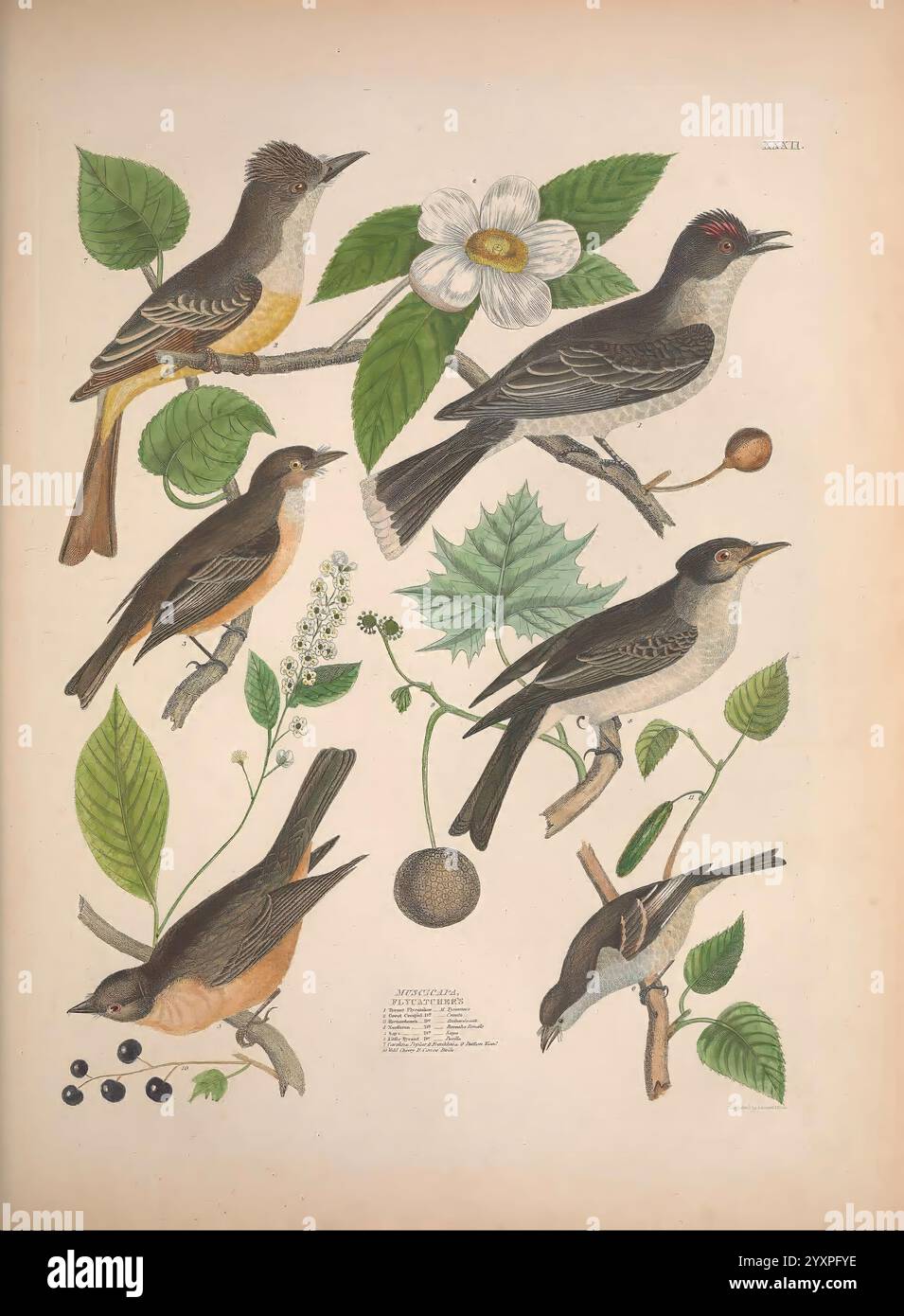 Illustrationen der amerikanischen Ornithologie von Alexander Wilson und Charles Lucien Bonaparte, Edinburgh, Frazer & Co, 1835, Birds, USA, Nordamerika, Bildwerke, das Kunstwerk zeigt eine Sammlung verschiedener Vogelarten, die in einer Reihe von Blättern und Blumenelementen dargestellt werden. Von oben thront ein markanter Vogel mit leuchtendem gelbem Gefieder und dunklerer Kappe neben einer zarten weißen Blume. Ein anderer Vogel, der mit einem roten Hauch auf dem Kopf verziert ist, befindet sich neben einem runden Samen oder einer Frucht. Zwei weitere Vögel, gekennzeichnet durch ihre gedämpften Farben, besetzen den unteren Teil der Komposse Stockfoto