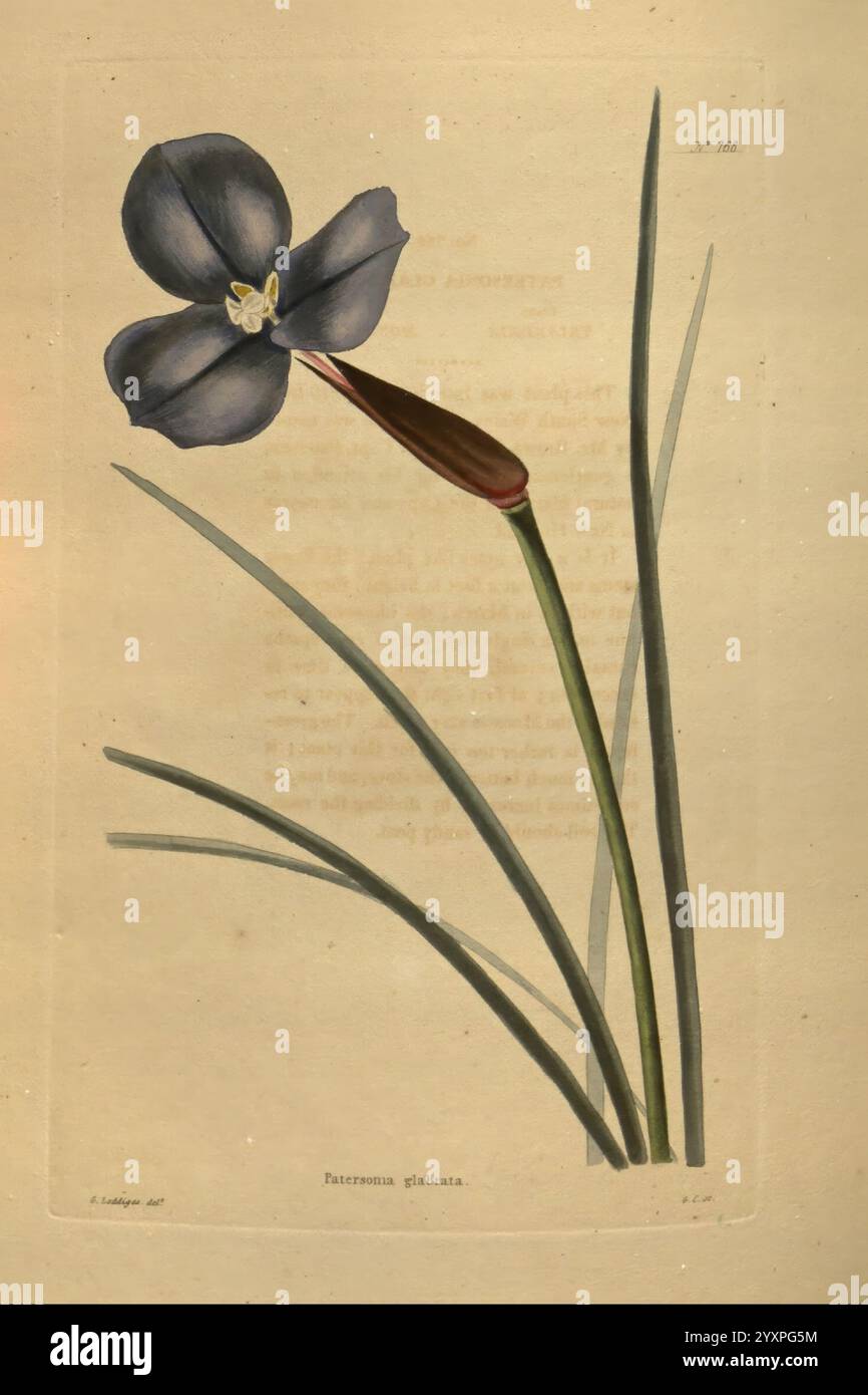 Das botanische Kabinett London John & Arthur Arch 1817-1833.jpg, Eine wunderschön illustrierte Darstellung einer zarten Blume aus der Gattung Patersonia, zeigt eine auffällige dunkelblaue Blüte mit einer auffälligen gelben Mitte. Der schlanke Stiel trägt lange, anmutig gewölbte grüne Blätter, die die Eleganz des Blumenarrangements unterstreichen. Vor einem sanft strukturierten Hintergrund präsentiert die Illustration eine harmonische Mischung aus natürlicher Schönheit und künstlerischen Details, die zu Bewunderung für die komplizierten Merkmale dieses botanischen Exemplars einlädt. Stockfoto