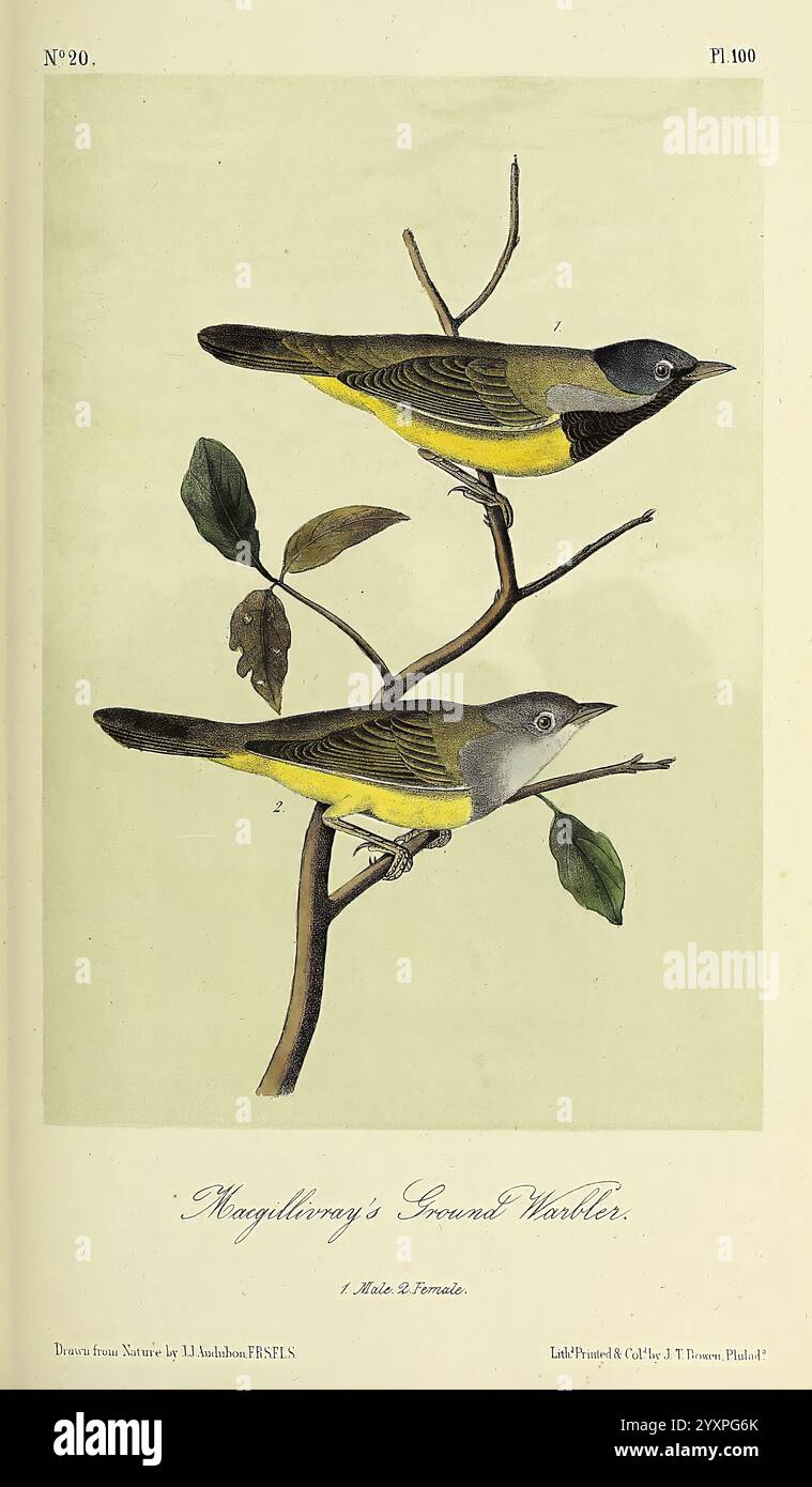 The Birds of America New York G.R. Lockwood 1871 um 1839. Birds North America Pictorial Works, die Illustration zeigt zwei Magellansche Grundempfänger, die auf einem schlanken Zweig mit zarten Blättern thronen. Die Vögel sind in leuchtenden Farben dargestellt, die ihre charakteristische gelbe Unterseite mit dunkleren Tönen auf ihren Flügeln und Köpfen abheben. Das Kunstwerk hebt die komplizierten Details ihres Gefieders hervor und betont die natürliche Schönheit dieser Vögel in ihrem Lebensraum. Die Kulisse ist minimalistisch und konzentriert die Aufmerksamkeit des Betrachters auf die Anmut und Farbe der Grasblers. Unter der Abbildung Stockfoto