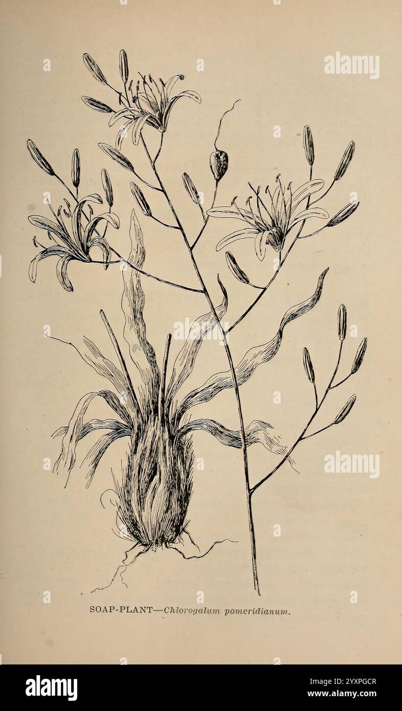 Die wilden Blumen von Kalifornien, San Francisco, Payot, Upham, & Company, 1902, Kalifornien, Wildblumen, dargestellt ist die Seifenpflanze, wissenschaftlich bekannt als Chlorogalum pomeridianum. Diese botanische Illustration zeigt die schlanken Stiele der Pflanze, die mit zarten Blüten verziert sind, die längliche Blütenblätter aufweisen. Die Basis weist eine bauchige Struktur auf, die für die Pflanze charakteristisch ist und von langen, schmalen Blättern umgeben ist, die eine anmutige Kurve aufweisen. Die Gesamtkomposition hebt die komplizierten Details der Blumen und des Laubs hervor und unterstreicht die natürliche Eleganz dieser einheimischen Lebensraumart. Stockfoto