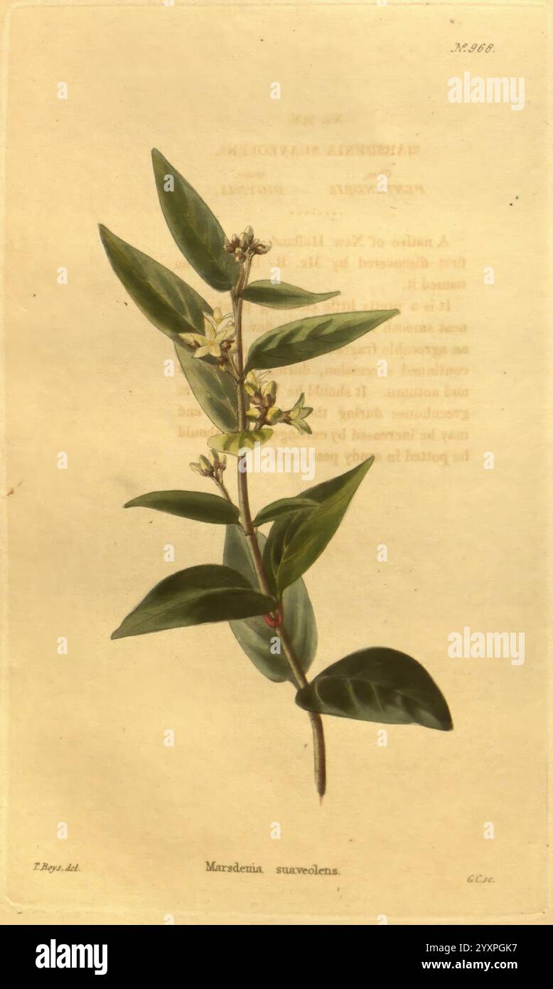 Das botanische Kabinett London, John & Arthur Arch 1817-1833, Eine botanische Illustration mit einem zarten Stamm von Meriania suaveolens, die seine üppig grünen Blätter und kleine weiße Blüten zeigt. Die Blätter sind oval und glänzend, symmetrisch am Stiel angeordnet, während die Blüten mit ihren subtilen Details ein Gefühl sanfter Schönheit ausstrahlen. Der Hintergrund enthält einen schlichten Text, der auf die wissenschaftliche Beschreibung der Pflanze hinweist, wodurch die Gesamtzusammensetzung verbessert und gleichzeitig die komplizierten Merkmale dieser Art betont werden. Stockfoto