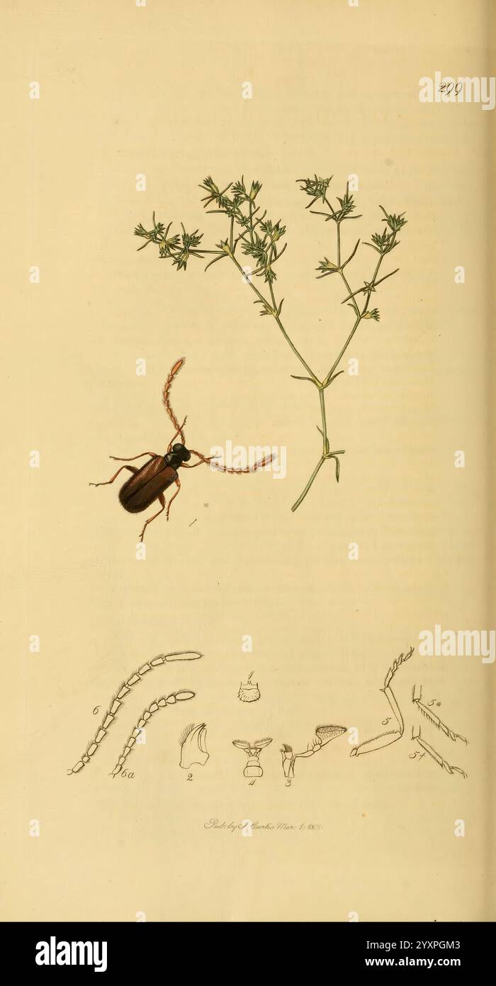 Britische Entomologie, v.2 London, gedruckt für den Autor 1823-40, Botanik, Großbritannien, Insekten, Bildwerke, Xylophilus oculatus, Aderus oculatus, Scleranthus annuus, John Curtis, Arthropoda, Arthropode, blendende Vielfalt, eine Illustration, die eine detaillierte Untersuchung einer Pflanzenart zeigt, dargestellt mit zarten, gefiederten Blättern und einem Stamm, begleitet von einem entomologischen Motiv: einem Käfer mit prominenten Antennen. Unterhalb der Hauptabbildung zeigen eine Reihe kleinerer Skizzen verschiedene anatomische Merkmale des Käfers, einschließlich seiner Beine und Körpersegmente, und geben so einen Einblick in sein Morpho Stockfoto