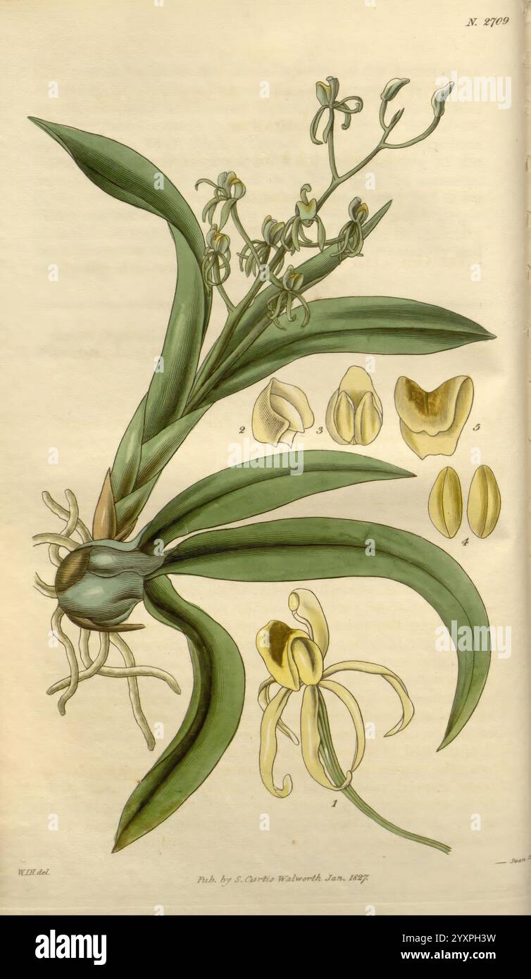 Curtis botanisches Magazin London New York usw. Botanik-Zeitschriften bildende Werke, Eine botanische Illustration, die eine Orchideenpflanze mit komplizierten Details ihrer Blätter, Wurzeln und Blüten zeigt. Die mittlere Figur zeigt längliche, grüne Blätter, die mit einer leichten Kurve versehen sind. Um die Hauptpflanze herum befinden sich beschriftete Darstellungen einzelner Blumen und Samen, die mit Präzision dargestellt werden, um ihre einzigartigen Formen und Strukturen hervorzuheben. Die zarten Blüten weisen unterschiedliche Formen auf und bieten einen Einblick in die komplizierte Schönheit und Vielfalt dieser Orchideenart. Die sanfte Farbpalette enhan Stockfoto