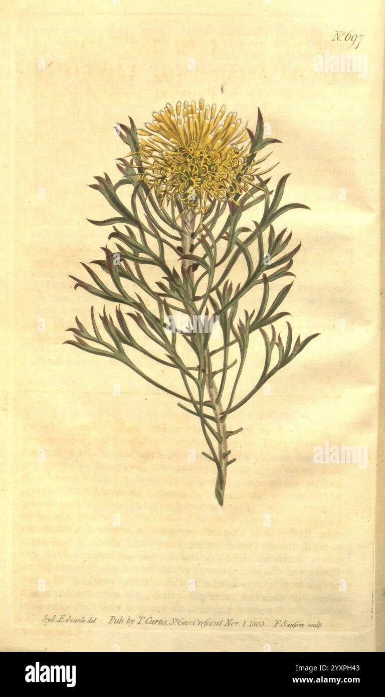 Curtis's Botanical Magazine, London, New York, Botanik, Zeitschriften, Bildwerke, Curtis, Australien, Protea anemonifolia, Isopogon anemonifolius, Taxonomie: Family= Proteaceae, Sydenham Teast Edwards, Eine botanische Illustration zeigt einen schlanken Stiel mit schmalen, länglichen Blättern, die sich bis zu einem Punkt verjüngen. Die Pflanze zeigt an der Spitze eine Gruppe von hellgelben Blütenköpfen, die jeweils aus zahlreichen zarten, fadenförmigen Blütenblättern bestehen, die von einer zentralen Scheibe ausstrahlen. Die Gesamtanordnung ist ausgewogen und symmetrisch, wodurch die komplizierten Details sowohl der Blätter als auch der Blüten hervorgehoben werden. Unter dem Stockfoto