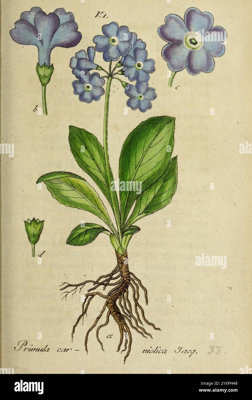 Deutschlands Flora in Abbildungen nach der Natur, Nürnberg, Gedruckt auf Kosten des Verfassers, 1798-[1862], Deutschland, Botanik, Primula Carniolica, eine Illustration, die eine blühende Pflanze zeigt, insbesondere die Primula carniolica. Die abgebildete Pflanze zeigt eine Gruppe von zarten, glockenförmigen Blüten in Blautönen, mit verschiedenen Blütenblättern hervorgehoben. Die detaillierte Darstellung umfasst zwei unterschiedliche Blütenformen: Eine vollständig offen, zeigt ihre breiten Blütenblätter und eine teilweise geöffnete Knospe. Markante grüne Blätter treten aus der Basis hervor und weisen eine reichhaltige Textur und strukturierte Adern auf. Unter den s Stockfoto