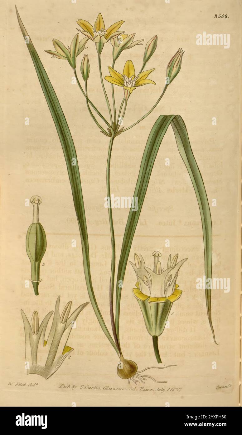 Curtis's Botanical Magazine, London, New York, Botanical Illustration, Botanical Zeitschriften, Bildwerke, Pflanzen Ornamental, Curtis, das Kunstwerk zeigt eine botanische Illustration einer blühenden Pflanze, die sich durch dünne grüne Blätter und zarte gelbe Blüten auszeichnet. Die Pflanze wird in mehreren Ansichten dargestellt, wobei sowohl die gesamte Blume als auch die einzelnen Blütenbestandteile hervorgehoben werden. Der mittlere Teil zeigt eine detaillierte Darstellung der Blüten mit ihren charakteristischen Blütenblättern, während begleitende Illustrationen Einblicke in die Anatomie der Pflanze geben, einschließlich des Stils und des Ovar. Insgesamt Stockfoto