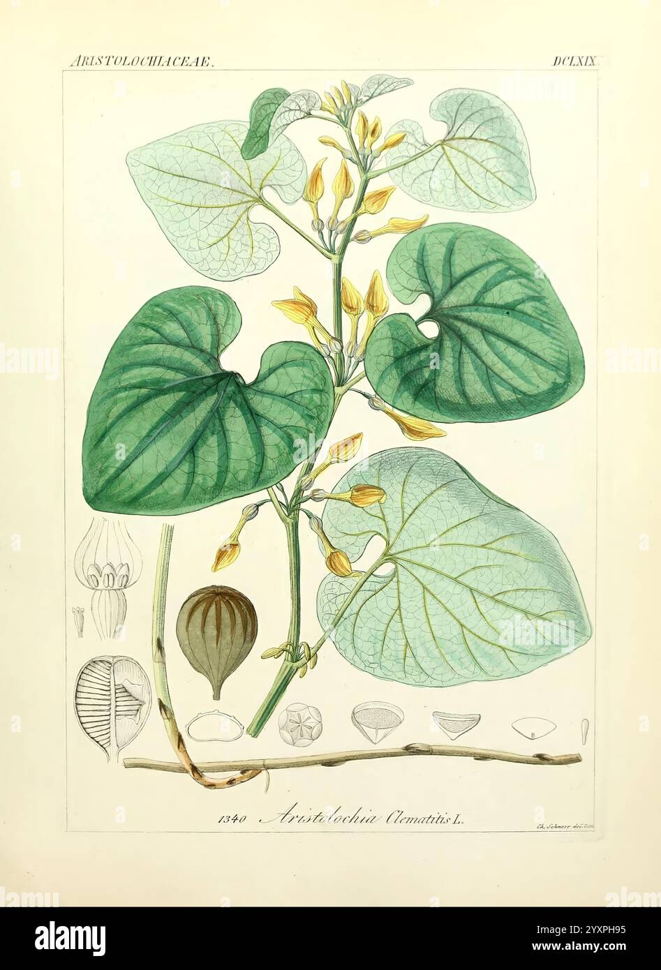 Icones florae Germanicae et Helveticae, Simul Pedemontanae, Tirolensis, Istriacae, Dalmaticae, Austriacae, Hungaricae, Transylvanicae, Moravicae, Borussicae, Holsaticae, Belgicae, Hollandicae, ergo Mediae Europae. Lipsiae, F. Hofmeister, 1834-1912. [v. 1, 1850], Europa, Bildwerke, Pflanzen., die Abbildung zeigt eine üppig grüne Pflanze, die zur Familie der Aristolochiaceae gehört, insbesondere die Art Aristolochia tomentosa. Deutlich sichtbar sind die großen, herzförmigen Blätter mit ausgeprägter Aderung. Um die Pflanze gruppiert sind gelbe röhrenförmige Blüten in verschiedenen Blütestadien, hoch Stockfoto