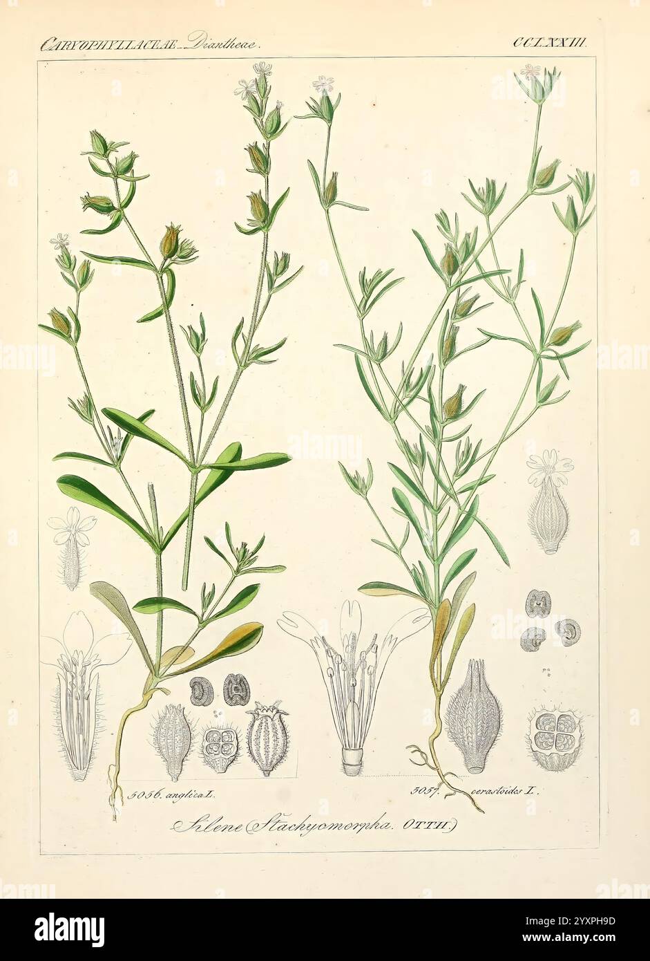 Icones florae Germanicae et Helveticae, Simul Pedemontanae, Tirolensis, Istriacae, Dalmaticae, Austriacae, Hungaricae, Transylvanicae, Moravicae, Borussicae, Holsaticae, Belgicae, Hollandicae, ergo Mediae Europae. Lipsiae, F. Hofmeister 1834-1912. [v. 1, 1850], Europa, Bildwerke, Pflanzen., die Abbildung zeigt zwei detaillierte botanische Exemplare der Pflanzenarten, die ihre empfindlichen Strukturen und Formen zeigen. Jede Pflanze ist mit beschrifteten Teilen dargestellt, die Merkmale wie Blätter, Stämme und Blumen hervorheben. Unter den Primärpflanzen befinden sich kleinere Abbildungen, die Vari darstellen Stockfoto