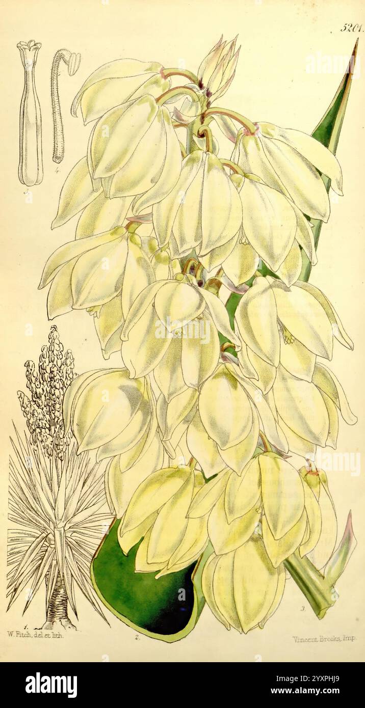 Curtis's Botanical Magazine, London, New York, Botanik, Zeitschriften, Bildwerke, Curtis, die Illustration zeigt eine detaillierte Darstellung einer blühenden Pflanze, die sich durch elegante, cremeweiße Blüten auszeichnet, die in Gruppen hängen und eine beeindruckende visuelle Wirkung erzeugen. Jede Blüte zeigt zarte, glockenartige Blütenblätter, die leicht umschlossen sind und ihr raffiniertes Aussehen verbessern. Neben der Hauptstruktur der Blüten gibt es kleinere Skizzen der Blätter der Pflanze und zusätzliche Elemente, die ihre allgemeine Morphologie hervorheben. Die komplizierte botanische Zeichnung unterstreicht die einzigartigen Merkmale der Pflanze. Stockfoto