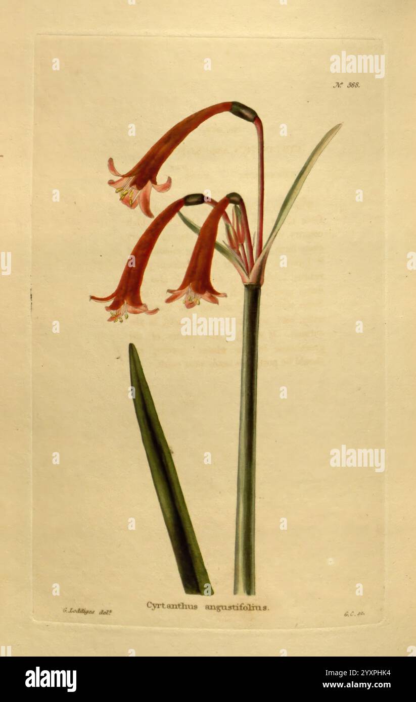 Das Botanische Kabinett, London, John, &, Arthur, Arch, 1817-1833, die Abbildung zeigt eine eindrucksvolle botanische Darstellung von Cyrtanthus angustifolius mit zarten, langen Blüten mit leuchtend roten, weißen Blüten. Jede Blüte wird von schlanken Stielen gestützt, und die Anordnung fängt die elegante Erschlaffung der Blüten ein und trägt so zum insgesamt anmutigen Aussehen der Pflanze bei. Das Laub besteht aus langen, schmalen grünen Blättern, die anmutig gewölbt werden, die Blumen umrahmen und die natürliche Schönheit der Komposition erhöhen. Subtile Details in den Blütenstrukturen sind besonders hervorzuheben Stockfoto