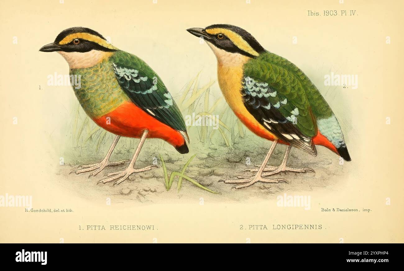 Das ibis London wurde für die British Ornithologists' Union von Academic Press Birds Ornithology Periodicals veröffentlicht. Die Illustration zeigt zwei lebhafte Pittas, die für ihre auffällige Färbung und ihre charakteristischen Eigenschaften bekannt sind. Jeder Vogel wird in einer natürlichen Pose dargestellt, die sein Gefieder zeigt. Der obere Vogel hat einen satten grünen und gelben Körper, ergänzt durch einen kräftigen roten Bauch. Der Kopf ist mit einer schwarzen Maske und einem weißen Streifen über dem Auge verziert, was seine ausdrucksstarken Eigenschaften unterstreicht. Der untere Vogel spiegelt diesen Stil wider, mit einer ähnlichen Farbpalette, aber mit Variationen in Farbton und Muster, weiteren Emphen Stockfoto