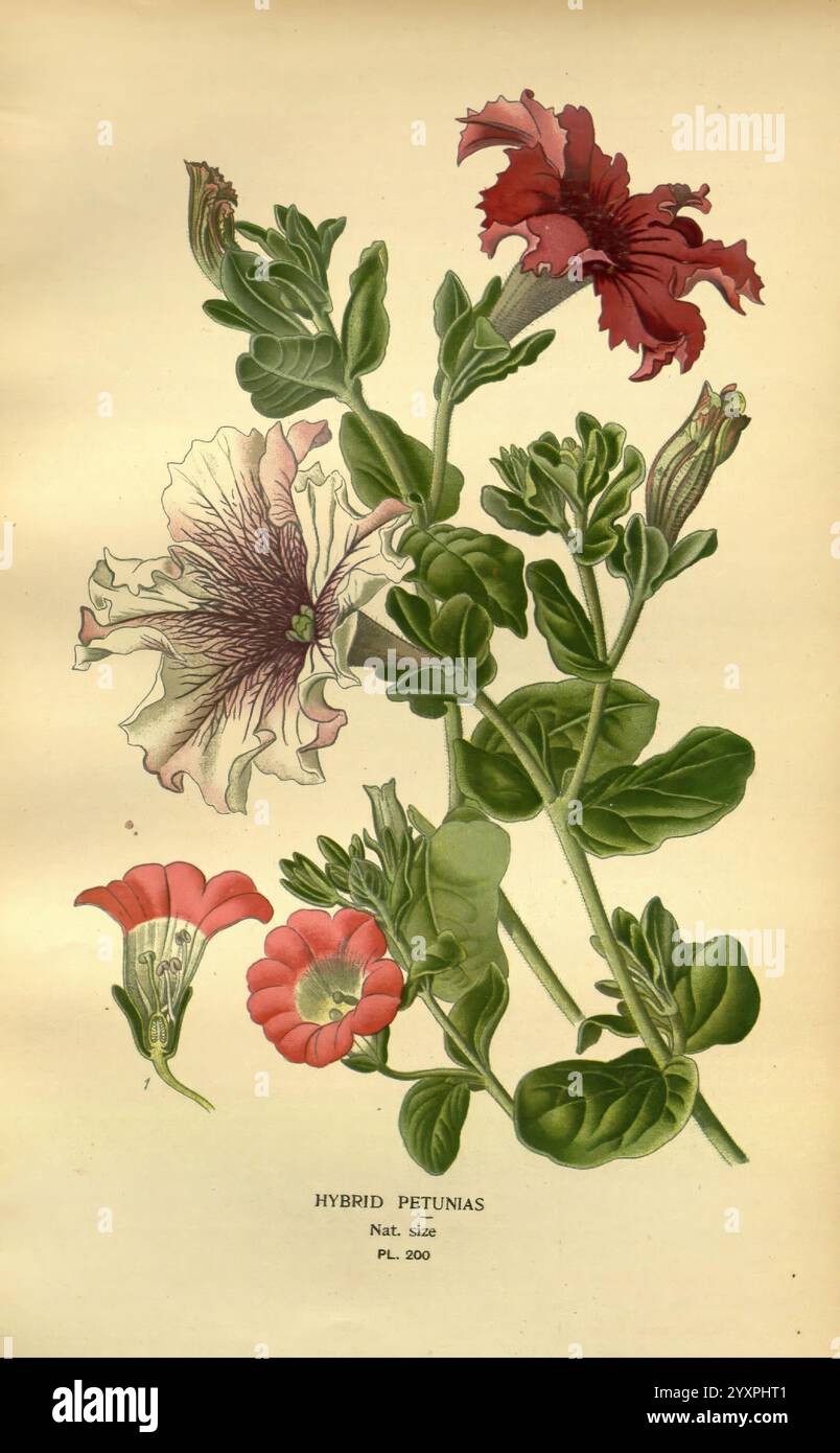 Lieblingsblumen des Gartens und Gewächshauses London und New York Frederick Warne & Co. 1896-97 Frankreich 19. Jahrhundert Icônes Floriculture Chromolithographie Petunia Plants ornamental, Eine botanische Illustration, die eine Vielzahl von hybriden Petunien mit unterschiedlichen Blütenformen und -Farben zeigt. Der zentrale Stiel weist sattgrüne Blätter und mehrere Blüten auf, die einen Farbverlauf von tiefrot und violett bis zu zartem Rosa aufweisen. Zarte Details heben die einzigartigen Muster und Texturen der Blütenblätter hervor, während kleinere Illustrationen zusätzlicher Petunie-Sorten seitlich positioniert sind, um die zu betonen Stockfoto