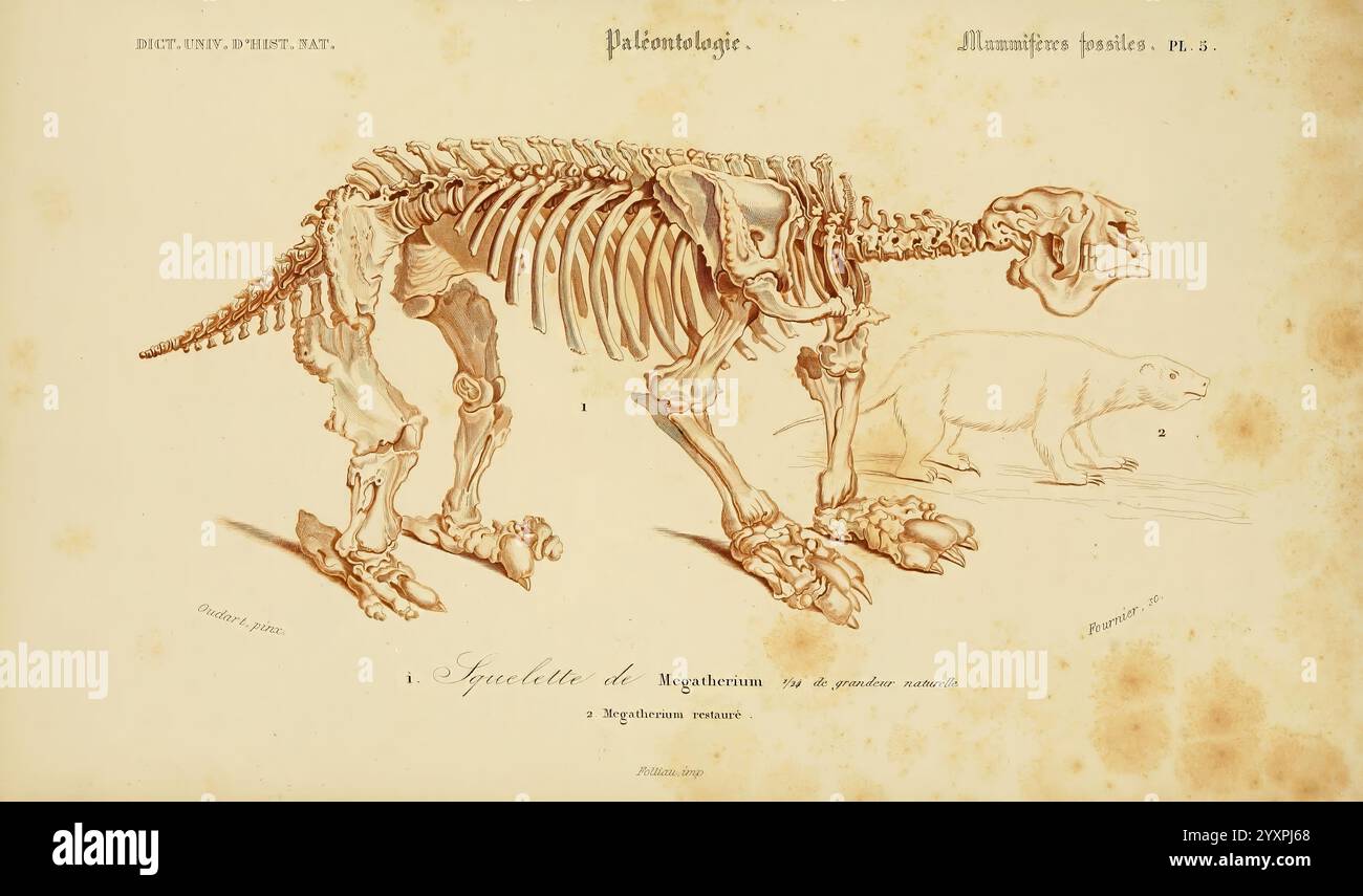 Dictionnaire universel d'histoire naturelle, Paris, Chez les editeurs MM. Renard, Martinet et cie, rue et Hotel Mignon, 2 (Quartier de l'école-de-Médecine), 1847-1849, Naturgeschichte, Wörterbücher, Eine detaillierte Illustration, die die Skelettstruktur eines Bären zeigt, mit markanten Merkmalen wie Schädel, Brustkorb und Gliedmaßen in einem anatomischen Stil. Neben dem Skelett bietet eine realistische Darstellung des Bären in seiner natürlichen Haltung einen klaren Kontrast zwischen Skelett- und Muskelsystem. Diese Illustration dient als wissenschaftliche Studie zur Anatomie und hebt die com hervor Stockfoto