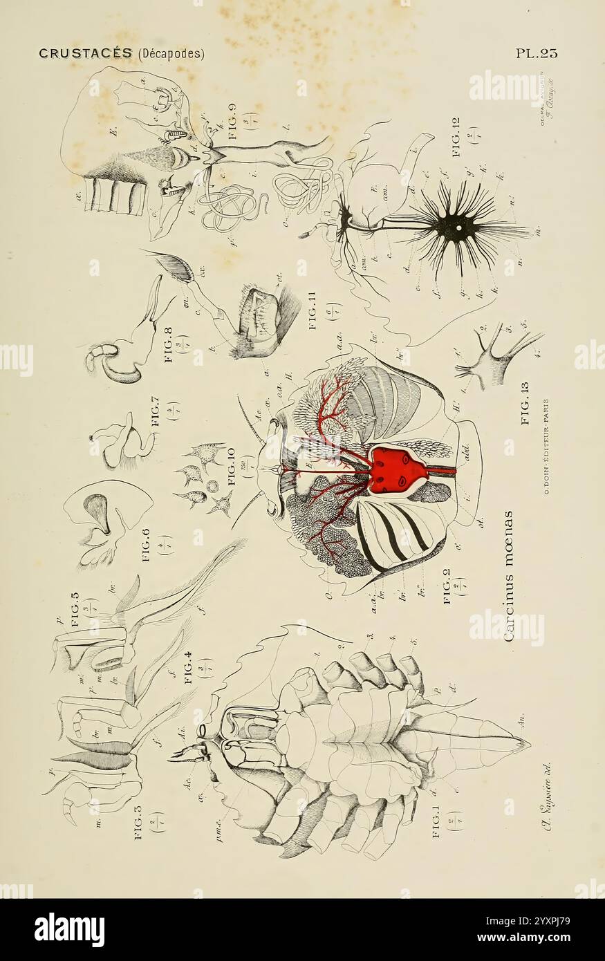 Atlas d’Anatomie comparée des invertébrés Paris doin 1890 Anatomie Würmer Arthropoda wirbellose Tiere Mollusken cnidaria echinodermata ctenophora protozoans mesozoa Anatomie vergleichend, Eine detaillierte Illustration, die verschiedene anatomische und strukturelle Merkmale von dekapoden Krebstieren zeigt. Die Zusammensetzung umfasst beschriftete Diagramme verschiedener Körperteile wie Kiemen, Anhängsel und Exoskelettstrukturen. Jeder Abschnitt ist sorgfältig mit informativen Referenzen versehen, die die physiologischen Merkmale der dargestellten Arten aufklären. Bemerkenswerte Elemente sind das Herz, das in Rot dargestellt wird, Surro Stockfoto