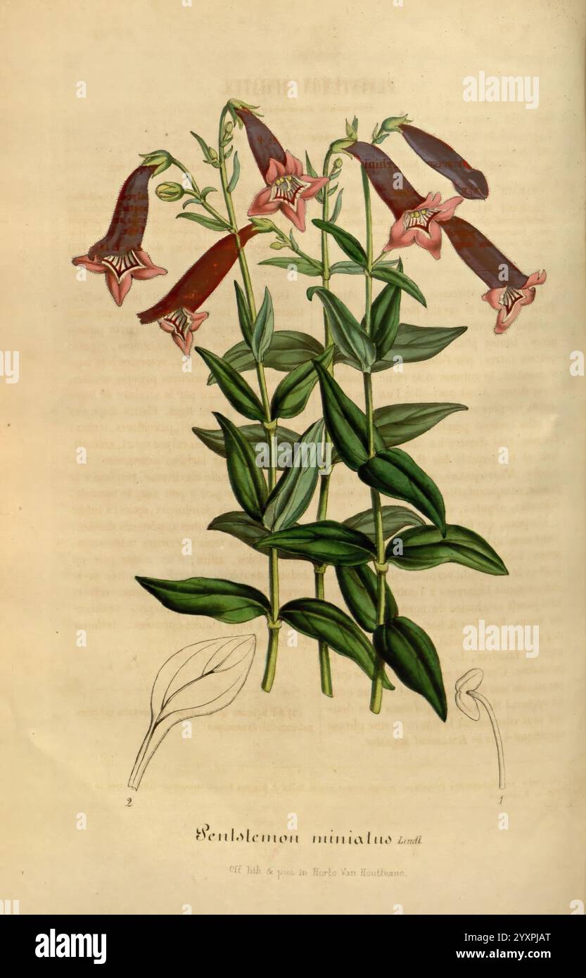 Flore des serres et des jardins de l’Europe A Gand, chez Louis van Houtte, éditeur, 1845–1880, Eine botanische Illustration zeigt eine vertikale Anordnung mehrerer Pentstenmon miniatus Pflanzen, die ihre leuchtenden, trompetenförmigen Blüten zeigen. Die Blüten zeigen eine auffällige Kombination aus tiefroten und orangen Tönen, die das üppige grüne Laub ergänzen. Jede Blüte ist anders ausgerichtet und zeigt die komplizierten Details der Blütenblätter, einschließlich subtiler Muster und Texturen. Die Blätter sind breit und farbig und paarweise am Stiel angeordnet, was die visuelle Gesamtwirkung erhöht. Dies ist die Abbildung Stockfoto