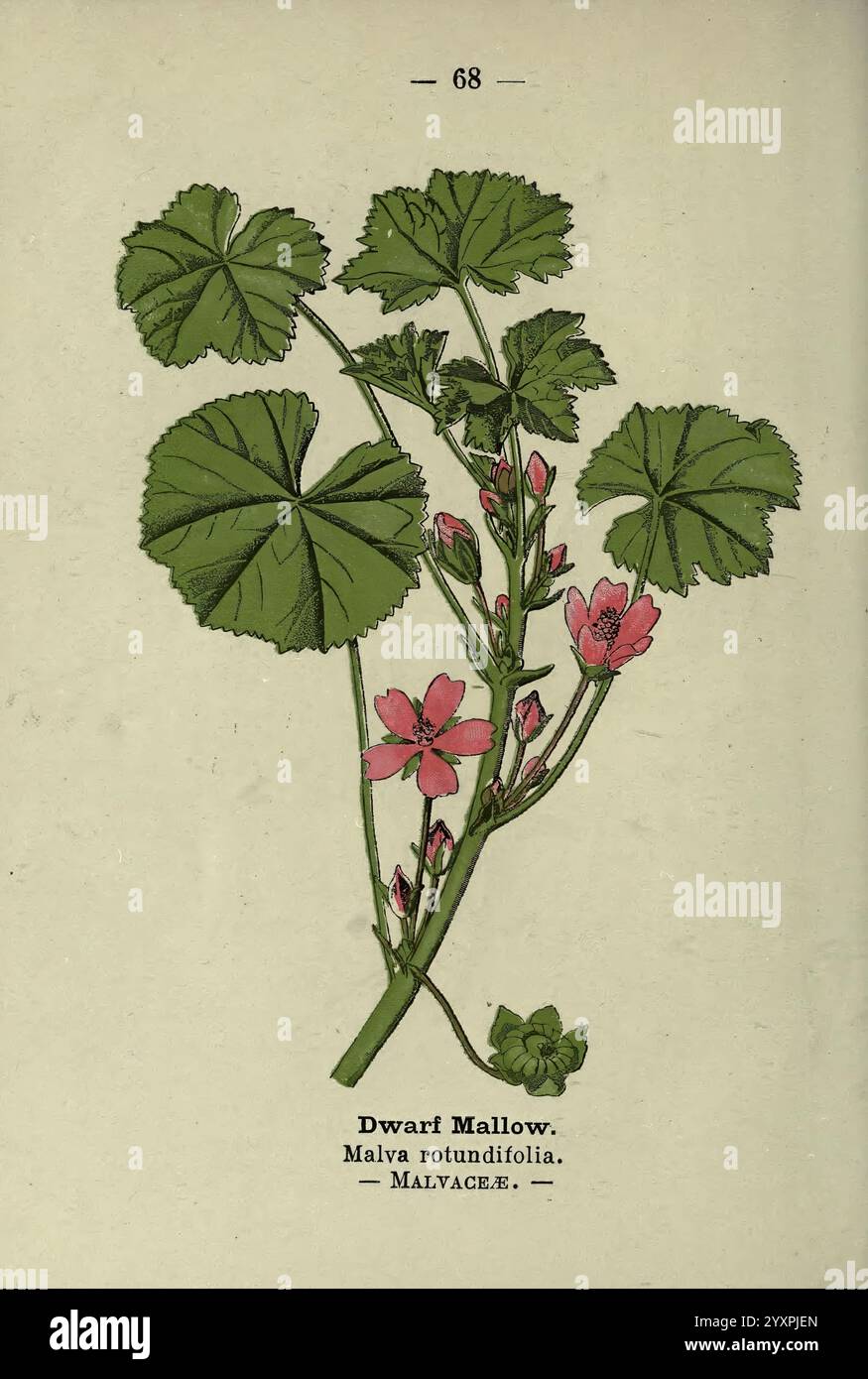 London F. warne 1895 Great Britain Wildflowers Identification Botany Malva pusilla, Eine botanische Illustration mit der Zwergmalve, wissenschaftlich bekannt als Malva rotundifolia. Das Bild zeigt detaillierte Darstellungen seiner runden, sattgrünen Blätter und zarten rosa Blüten. Der Stamm der Pflanze zeigt blühende Blumenhaufen, was die Schönheit dieser Art unterstreicht. Unter der Abbildung sind der Name „Zwergmalve“ und seine wissenschaftliche Klassifizierung in deutlicher Schrift dargestellt, was dem Kunstwerk einen informativen Touch verleiht. Stockfoto