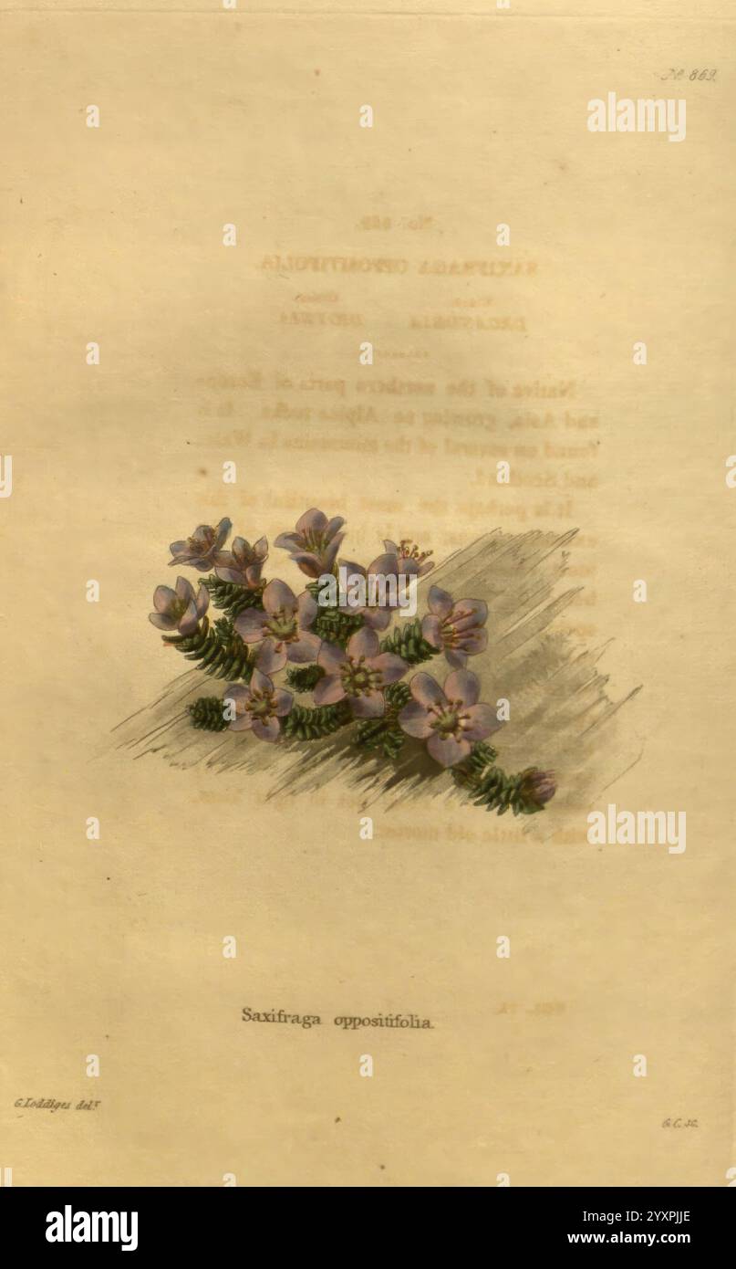 Botanical, Kabinett, London, John, &, Arthur, Arch, 1817-1833, zeigt die Illustration zarte Blumen mit weichen violetten Blüten und kompliziertem grünen Laub. Diese Blüten, die als Saxifraga oppositifolia bezeichnet werden, sind anmutig angeordnet und betonen ihre natürliche Schönheit. Der begleitende Text enthält eine Beschreibung und Kontextinformationen über die Pflanze, die ihre Bedeutung und Eigenschaften aufzeigen. Leicht gereiftes Papier umgibt das Kunstwerk und verleiht der botanischen Darstellung ein Gefühl von Geschichte und Authentizität. Stockfoto