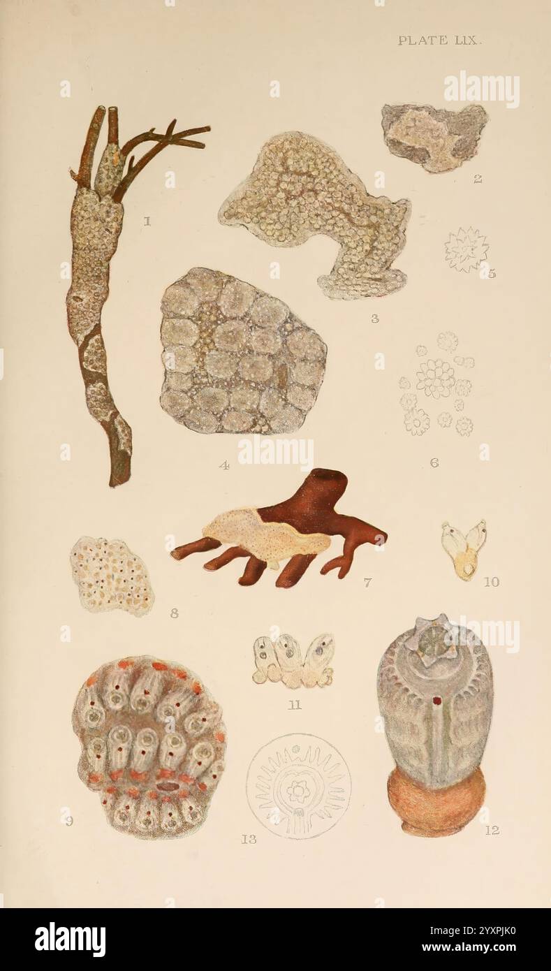 The British Tunicata, London, 1905-12, Sea Squirts, Tunicata, diese Illustration zeigt eine Sammlung von Meeresproben, die verschiedene Arten von Korallen und anderen Wasserorganismen zeigen. Das Arrangement umfasst eine Reihe von Texturen und Formen, von verzweigten Korallen bis hin zu massiven, hügelartigen Strukturen. Die Zahlen zeigen spezifische Exemplare an: Eine verzweigte Koralle oben links, gefolgt von einer Reihe flacher und abgerundeter Formen mit unterschiedlichen Mustern und Oberflächen. Unter ihnen befindet sich ein eigenartiger, sternförmiger Organismus, der durch seine Besonderheiten gekennzeichnet ist, sowie kleinere, möglicherweise koloniale Strukturen, die sich auszeichnen Stockfoto The British Tunicata, London, 1905-12, Sea Squirts, Tunicata, diese Illustration zeigt eine Sammlung von Meeresproben, die verschiedene Arten von Korallen und anderen Wasserorganismen zeigen. Das Arrangement umfasst eine Reihe von Texturen und Formen, von verzweigten Korallen bis hin zu massiven, hügelartigen Strukturen. Die Zahlen zeigen spezifische Exemplare an: Eine verzweigte Koralle oben links, gefolgt von einer Reihe flacher und abgerundeter Formen mit unterschiedlichen Mustern und Oberflächen. Unter ihnen befindet sich ein eigenartiger, sternförmiger Organismus, der durch seine Besonderheiten gekennzeichnet ist, sowie kleinere, möglicherweise koloniale Strukturen, die sich auszeichnen Stockfoto