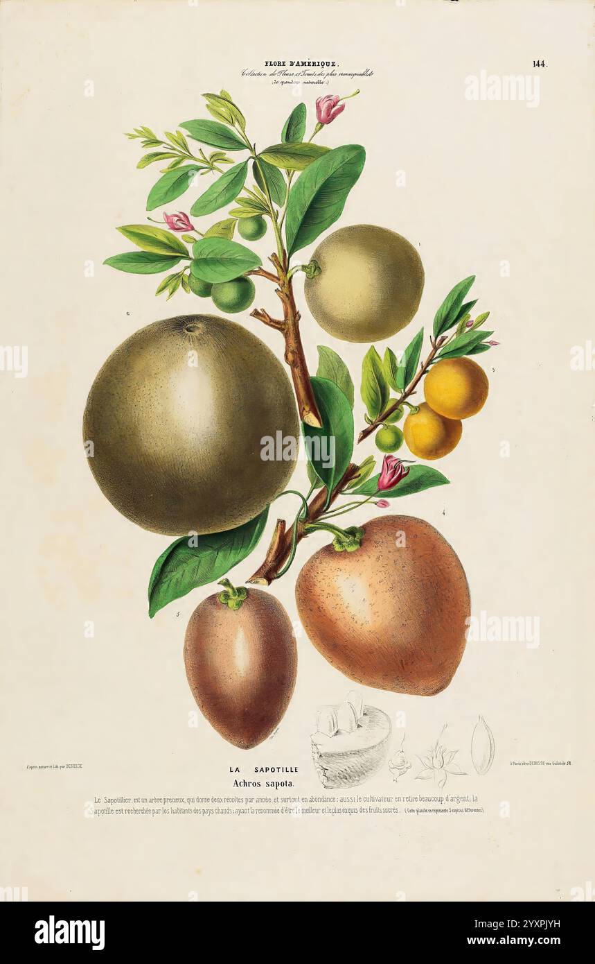 Flore d'Amérique, Paris, Gihaut 1843-1846, Amerika, Bildwerke, Pflanzen zeigt die Illustration einen Zweig eines Sapodilla-Baumes, der verschiedene Stufen von Sapodilla-Früchten hervorhebt. Die Früchte sind in verschiedenen Größen und Farbtönen dargestellt, wodurch ihre charakteristischen Formen und Texturen hervorgehoben werden. Der Zweig ist mit leuchtend grünen Blättern verziert, die der Komposition einen Hauch von Leben und Reichtum verleihen. Unter den Früchten ist der Name „La Sapotille“ elegant angebracht, was die Bedeutung der Frucht unterstreicht. Diese botanische Darstellung ist sowohl informativ als auch optisch ansprechend und feiert das b Stockfoto