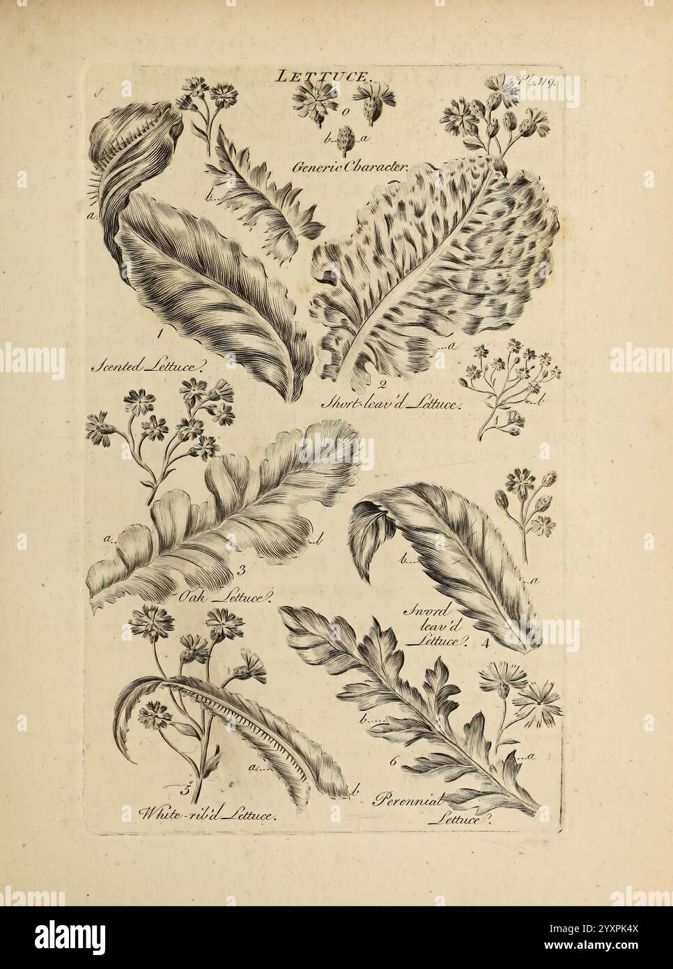 Das Gemüsesystem London 1759-1763 botanische Bildwerke, Eine detaillierte botanische Illustration mit verschiedenen Salatsorten. Die Zusammensetzung zeigt mehrere verschiedene Sorten, die jeweils mit einer Nummer zur Identifizierung gekennzeichnet sind. Der obere Abschnitt enthält die glatten, blattartigen Strukturen von „Curly Saltuce 1“ und „Short-Blatted Saltuce“. Der mittlere Abschnitt hebt „Eichen-Salat“ hervor, gekennzeichnet durch seine zerklüfteten Kanten, zusammen mit „Schal-Salat 2“. Der untere Teil der Abbildung zeigt „weiß-wilder Salat“ und „provenzalischer Salat“, jeweils mit detaillierten Details, die gemäß Stockfoto