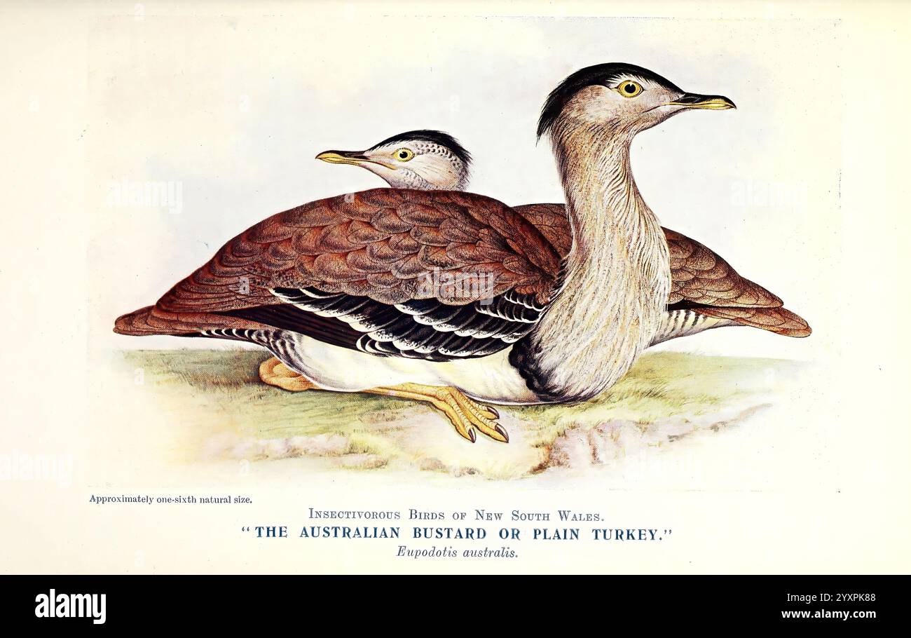 Einige nützliche australische Vögel, Sydney, W. A. Gullick, Govt. Drucker, 1921. Australien, Benefizvögel, Vögel, Eine detaillierte Illustration zeigt zwei australische Pinselputen, die für ihr unverwechselbares Gefieder und ihre physischen Eigenschaften bekannt sind. Der Vogel auf der linken Seite zeigt eine satte, dunkle Kastanienfärbung auf den Flügeln und dem Rücken, während sein Kopf eine einzigartige Kombination aus Grau und dezentem Braun aufweist. Das Gegenstück befindet sich etwas dahinter und verfügt über eine hellere, gedämpftere Farbpalette mit ähnlichen auffälligen Eigenschaften. Die Vögel werden in einer natürlichen Pose dargestellt, die ihre eleganten Formen und die betont Stockfoto