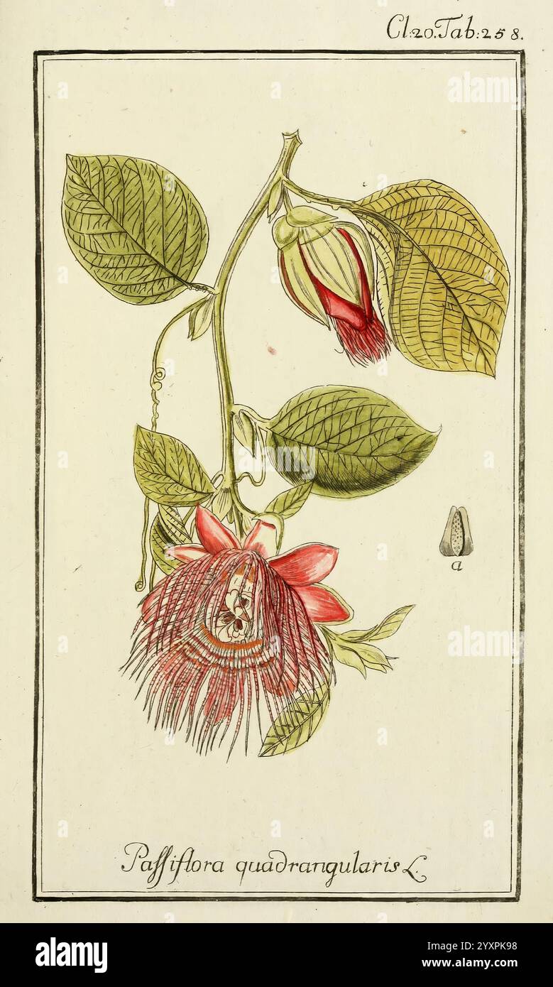 Dreyhundert auserlesene amerikanische Gewächse nach linneischer Ordnung. Nürnberg, auf Kosten der Raspischen Buchh, 1785-88, mittelamerika, Bildwerke, Pflanzen, die Abbildung zeigt eine detaillierte Untersuchung der Passiflora quadrangularis, bekannt als der Riese granadilla. Die Pflanze hat markante, breite Blätter mit ausgeprägtem Venus und einer üppigen grünen Farbe. Eine markante Blume wird durch ihre leuchtenden roten Blüten und ihre komplizierte Struktur hervorgehoben, umgeben von zarten Staubblättern und Filamenten. Daneben deutet ein Knospen in einem ähnlichen Farbton auf sein Potenzial b hin Stockfoto