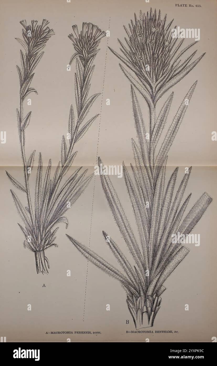 Indische Heilpflanzen, Bahadurganj, Indien Sudhindra Nath Basu, Panini Büro, 1918. Botanik, botanische Medizin, Indien, Pflanzen, Stämme, Blätter, Blumen, die Abbildung zeigt zwei Arten blühender Pflanzen, jede mit detaillierter botanischer Genauigkeit dargestellt. Auf der linken Seite mit der Bezeichnung 'A' ist Macrotomia prionotis, gekennzeichnet durch schlanke, längliche Stiele, die mit schmalen, lanzenförmigen Blättern verziert sind. Die Blütenstände zeigen dicht geclusterte, röhrenförmige Blüten am Scheitelpunkt, die ihre zarte Struktur betonen. Auf der rechten Seite, mit 'B beschriftet, befindet sich Macrotomia denudata, die eine ähnliche, aber unterschiedliche Appa darstellt Stockfoto